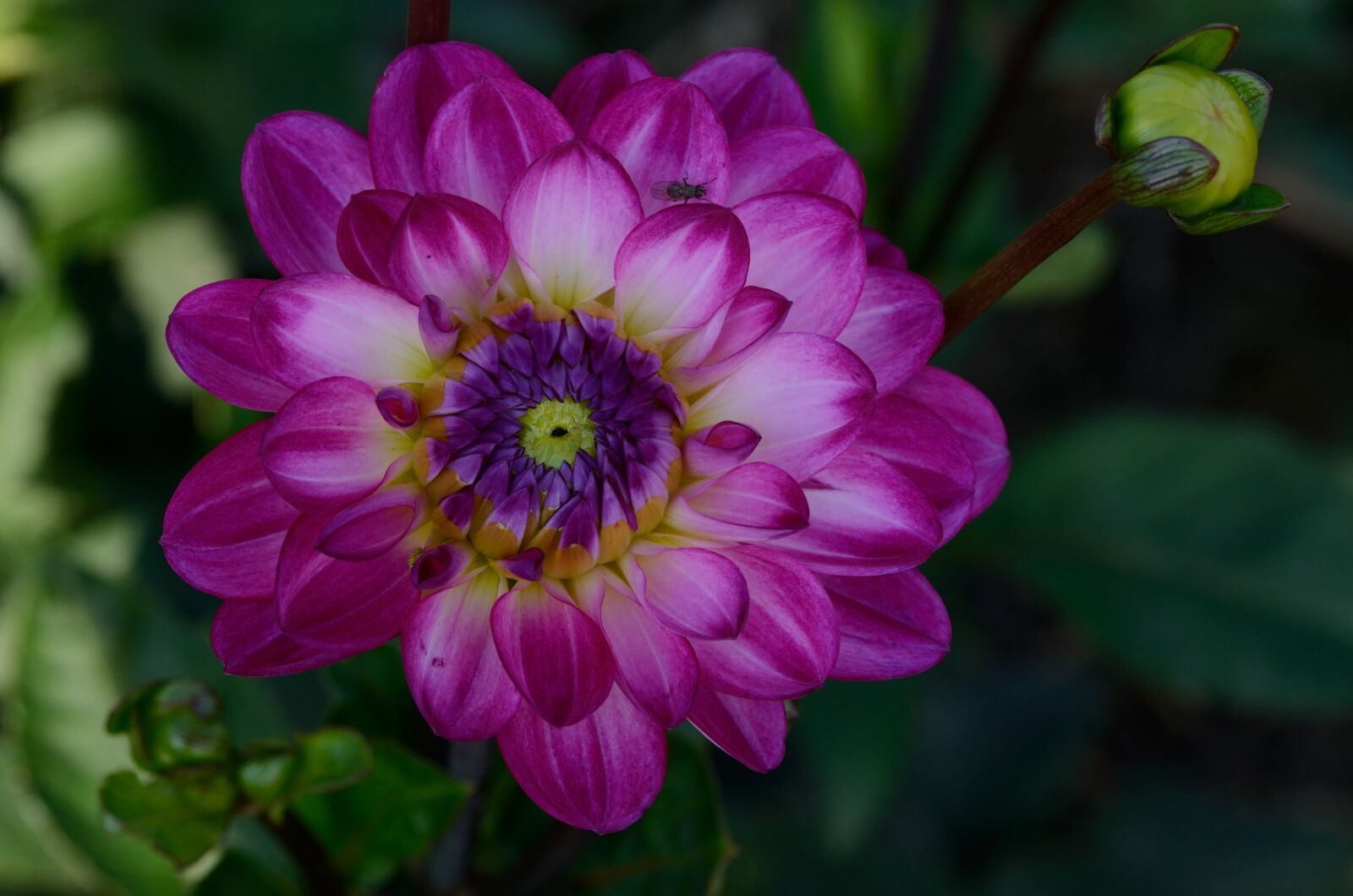Nikon D5100 sample photo. Dahlia, blossom, bloom photography