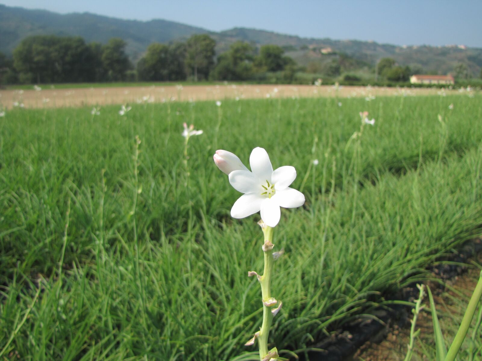 Canon PowerShot SX20 IS sample photo. Flower, plant, tuberose photography