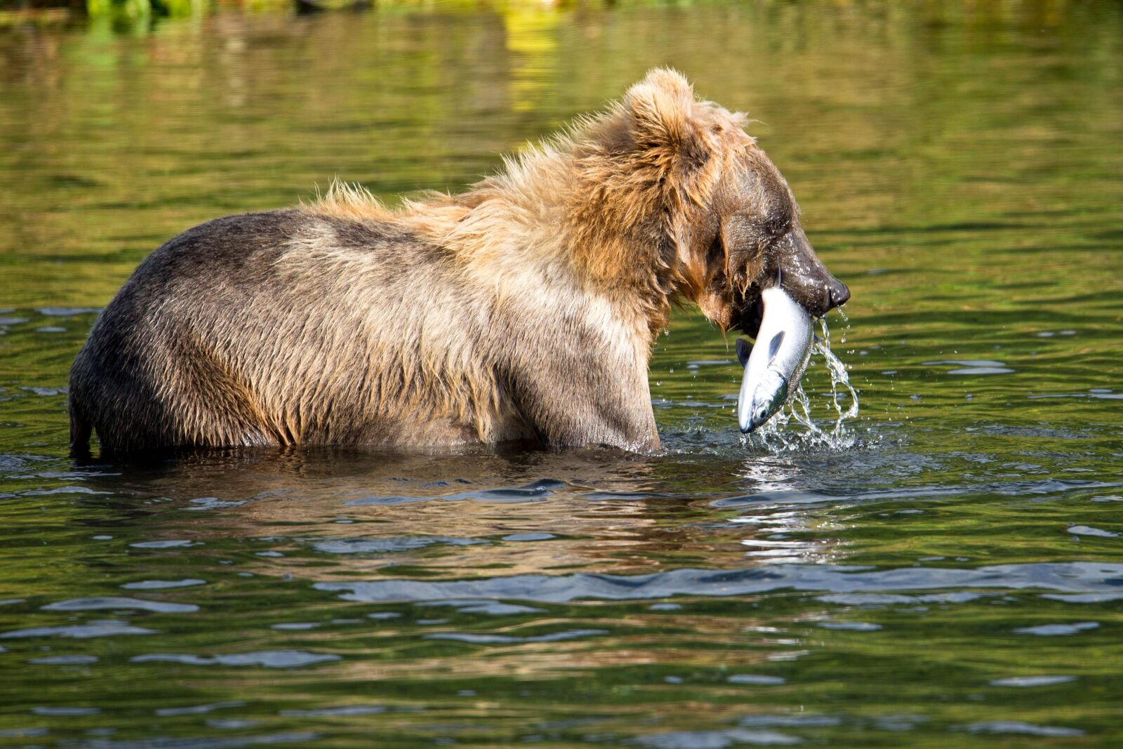 Canon EOS 6D sample photo. Brown bear, fish, hunting photography