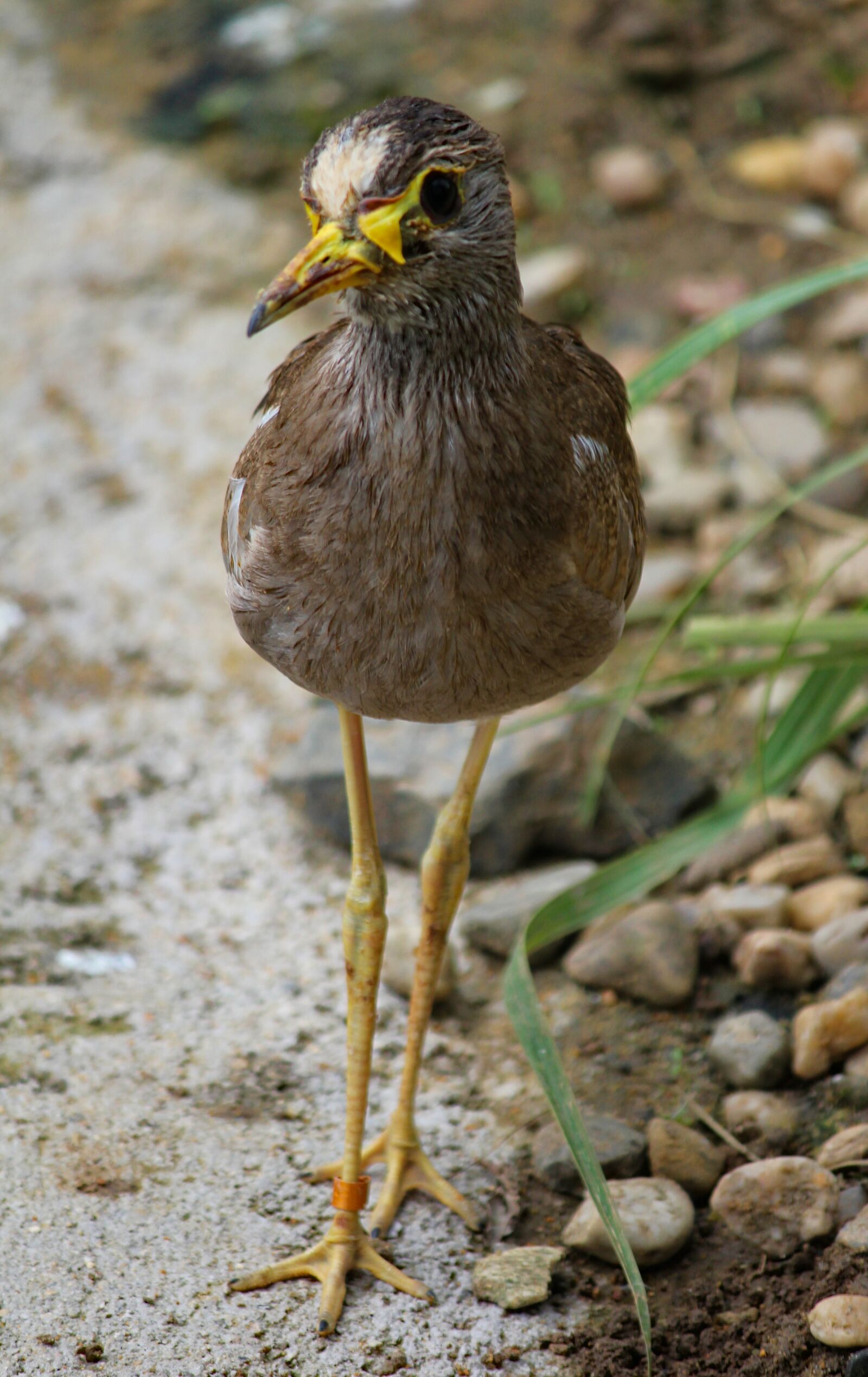 Canon EOS 550D (EOS Rebel T2i / EOS Kiss X4) sample photo. Bird, water, peewit photography