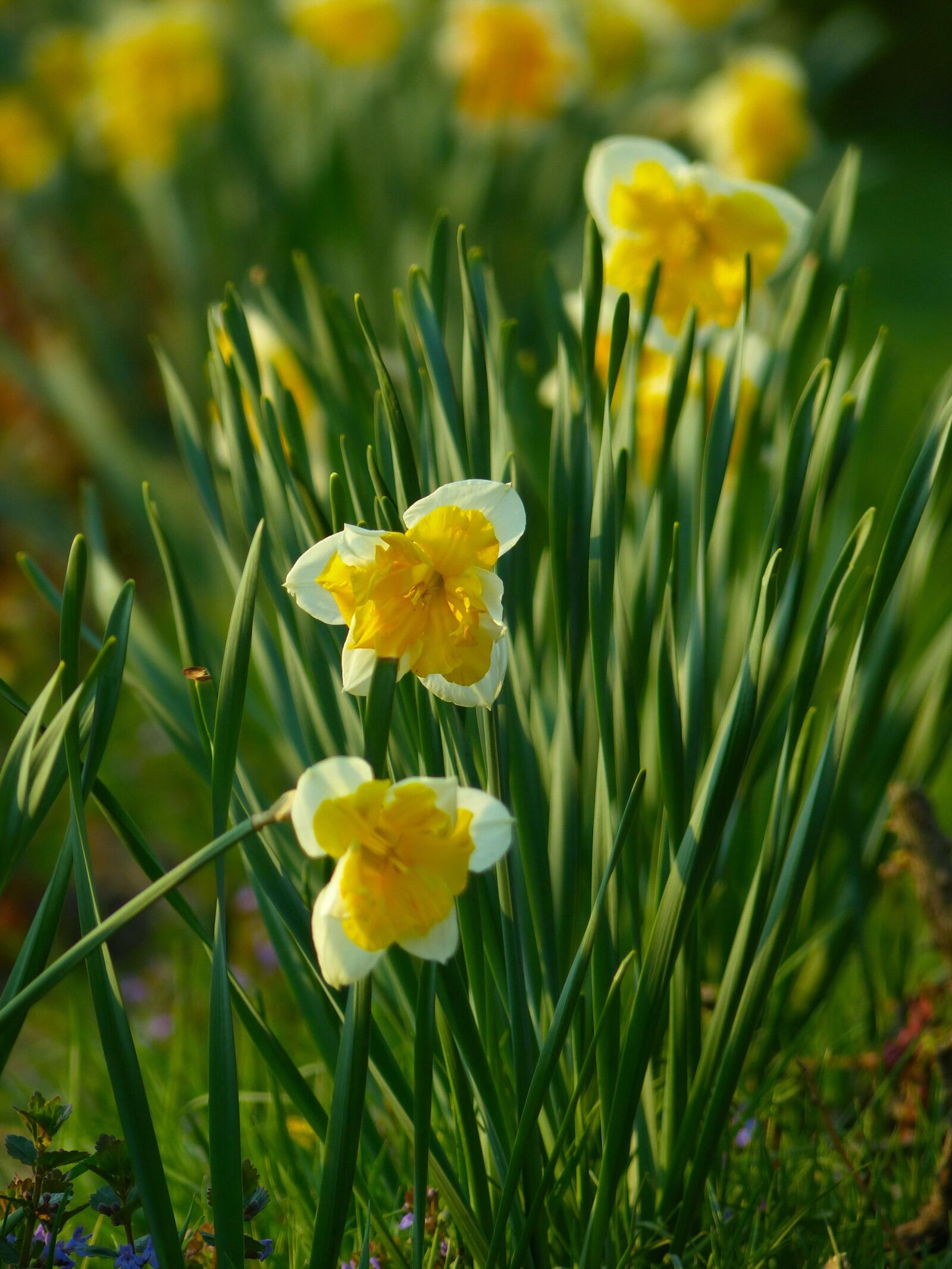 Panasonic Lumix DMC-FZ200 sample photo. Daffodils, flowers, narcissus photography