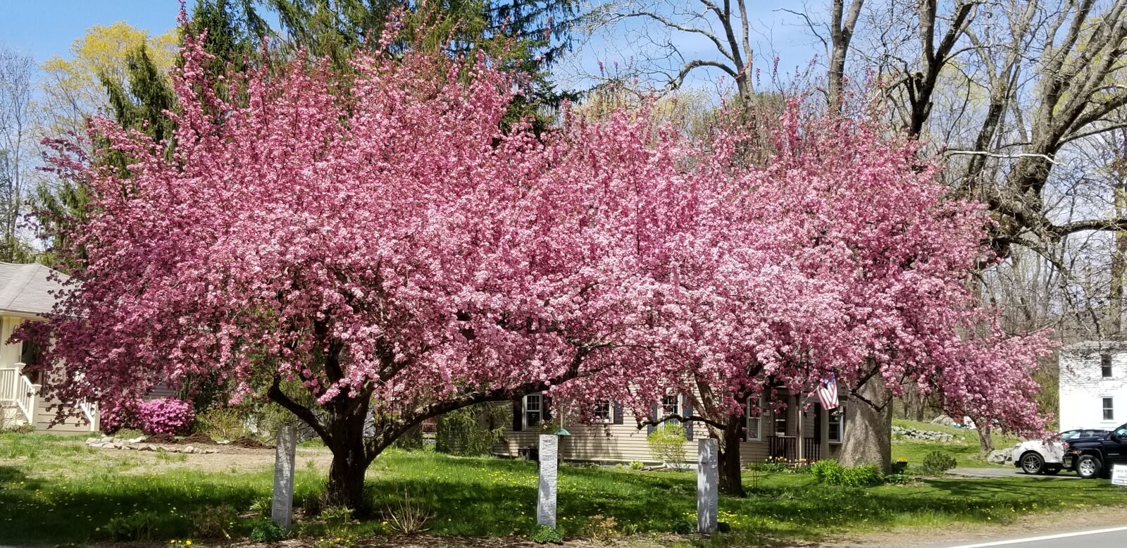 Samsung Galaxy S8 sample photo. Bloomingtrees, pinktree, tree photography