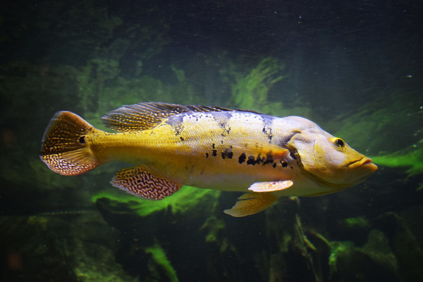 Nikon D3300 sample photo. Fish, sea, aquarium photography