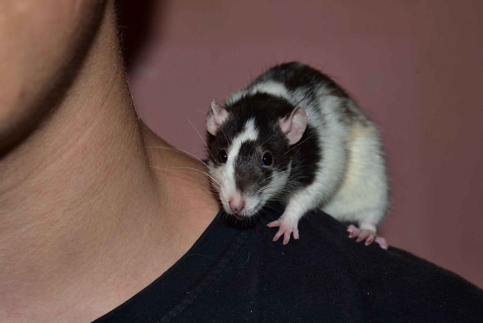 Nikon D750 sample photo. Rat, color rat, rodent photography