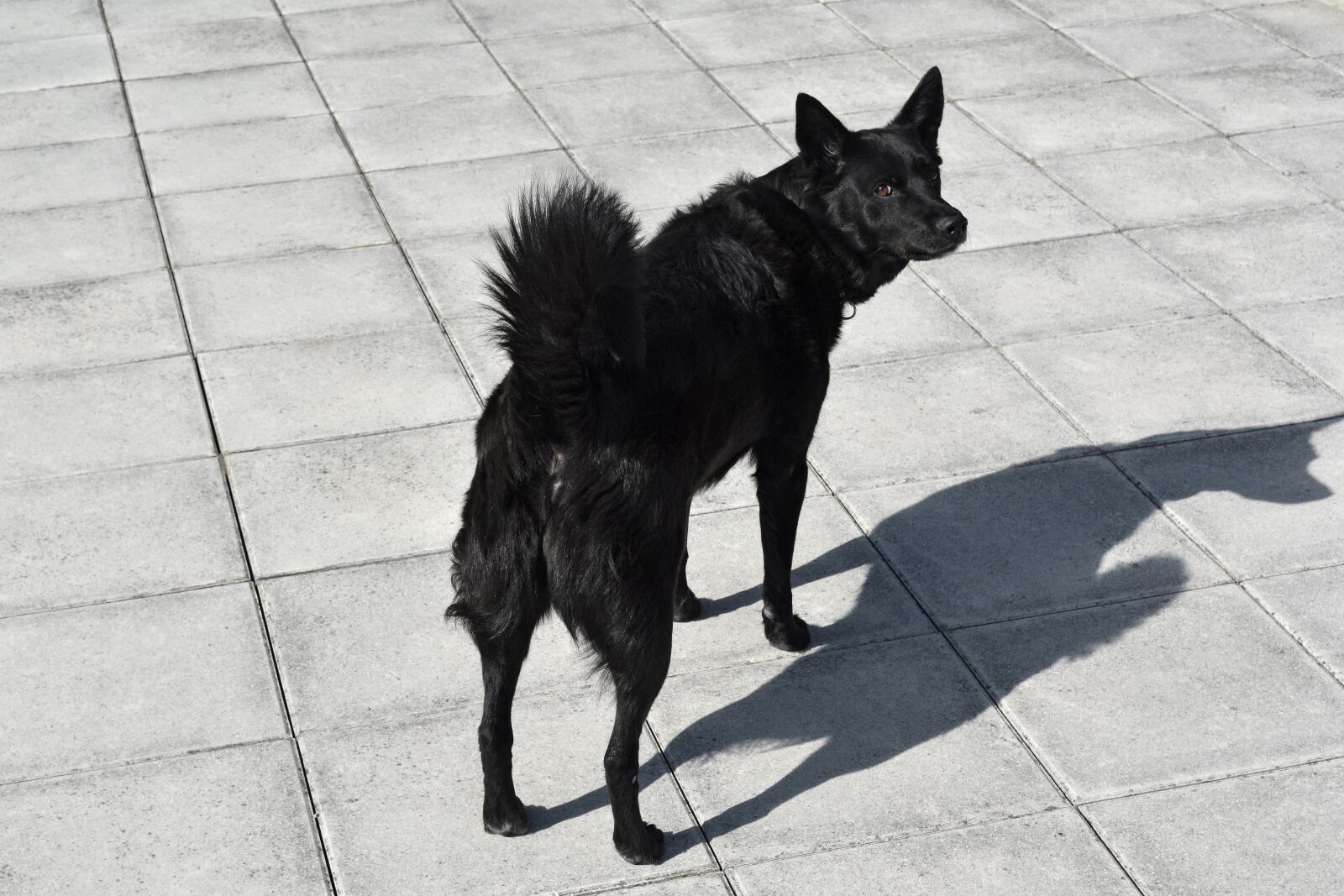 Nikon D5200 sample photo. Dog, black dog, pet photography