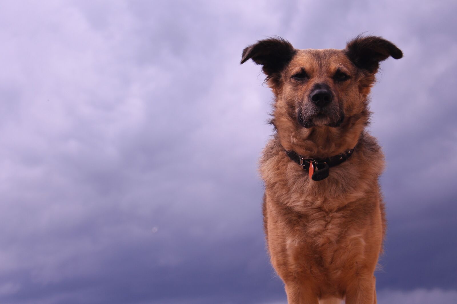 Canon EOS 700D (EOS Rebel T5i / EOS Kiss X7i) sample photo. Mammal, dog, animal photography