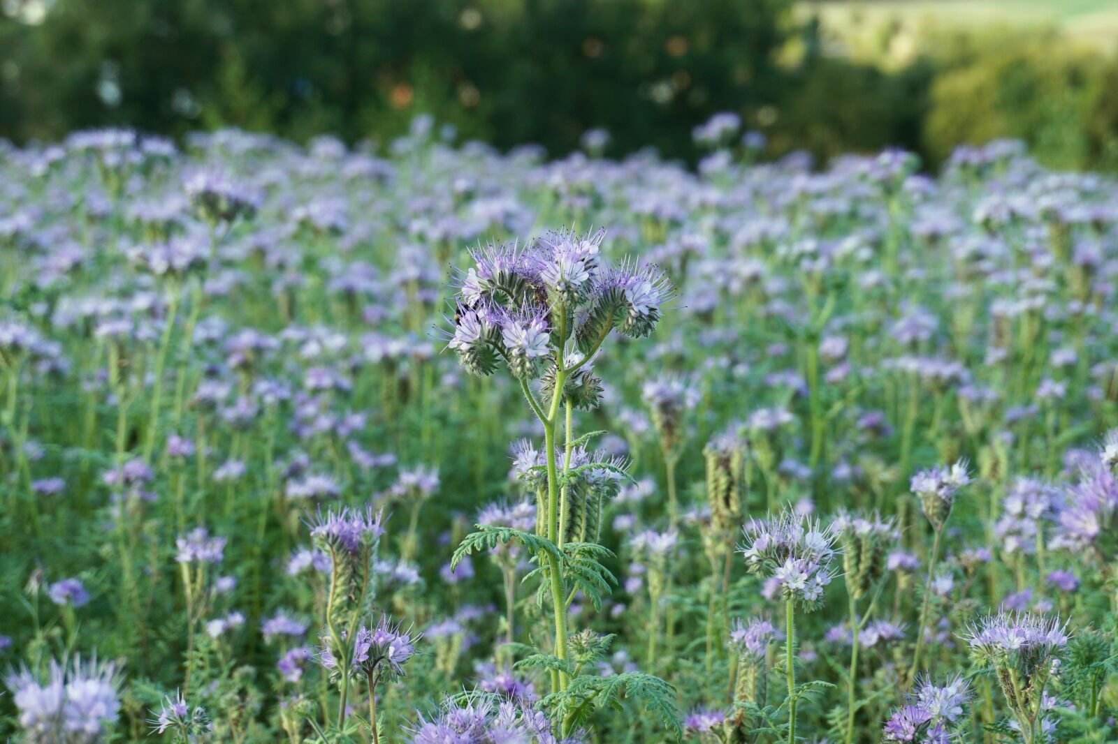 Sony a6000 sample photo. Flower, meadow, blossom photography