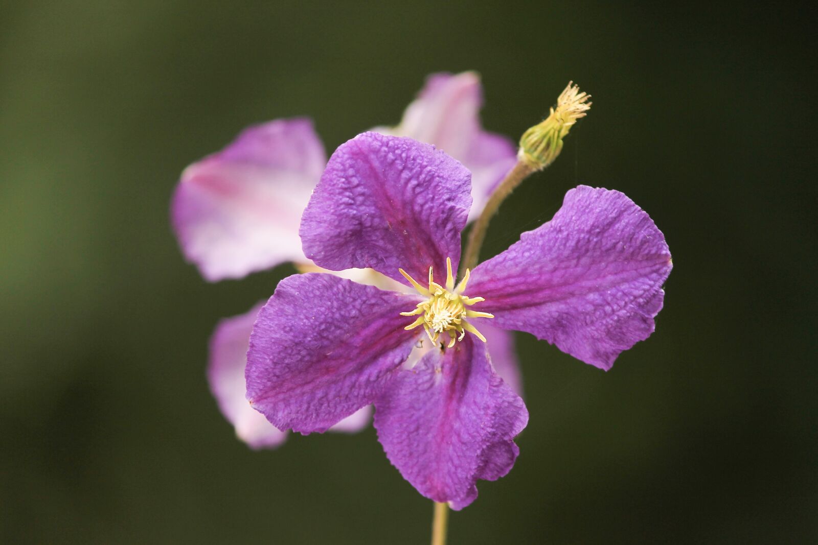 Canon EOS 1100D (EOS Rebel T3 / EOS Kiss X50) sample photo. Clematis, purple, blossom photography