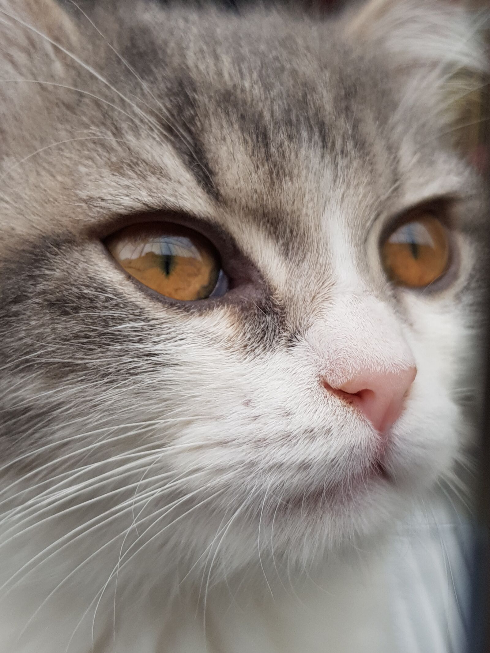 Samsung Galaxy S8 sample photo. Cat, animal, portrait photography