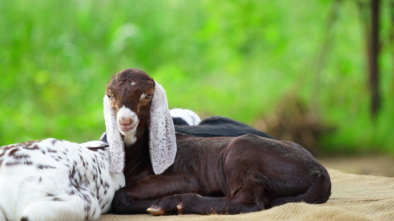 Sony a7 III sample photo. Goat, lings, pet photography