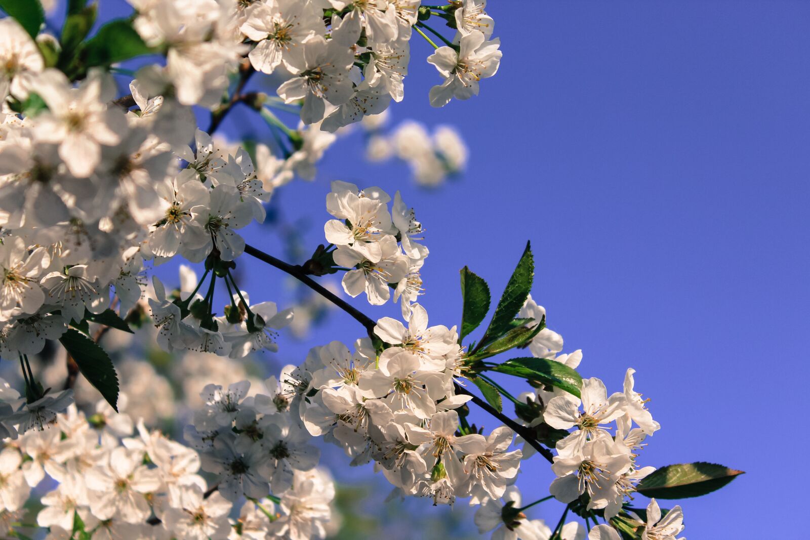 Canon EOS 1200D (EOS Rebel T5 / EOS Kiss X70 / EOS Hi) sample photo. Blossom, blue, sky photography