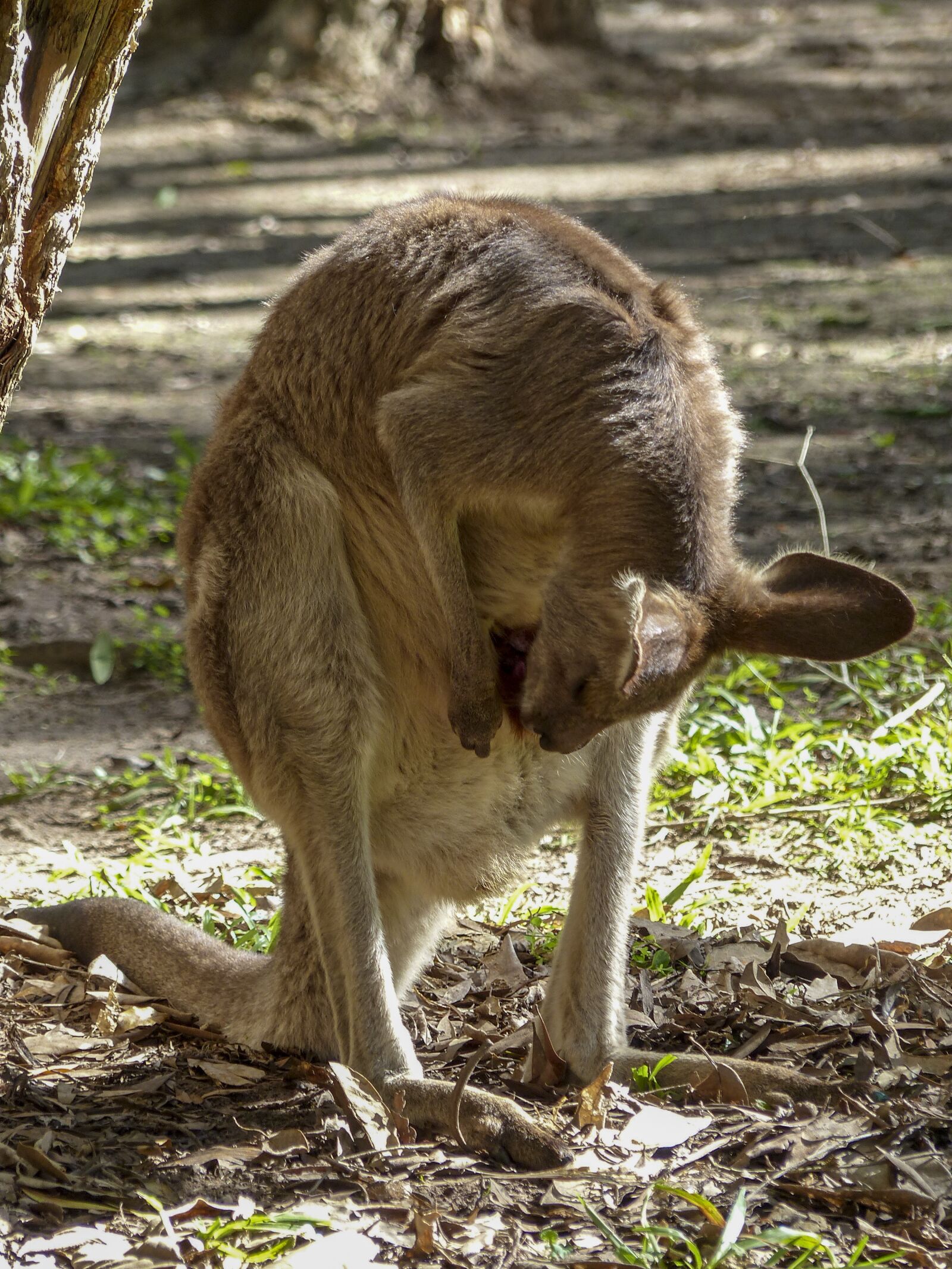 Panasonic Lumix DMC-FZ200 sample photo. Kangaroo, mammal, animal photography