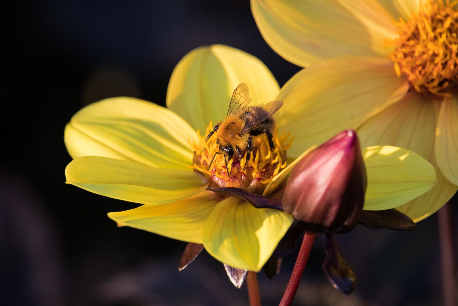 Canon EF-S 55-250mm F4-5.6 IS STM sample photo. Bee, animal, insect photography