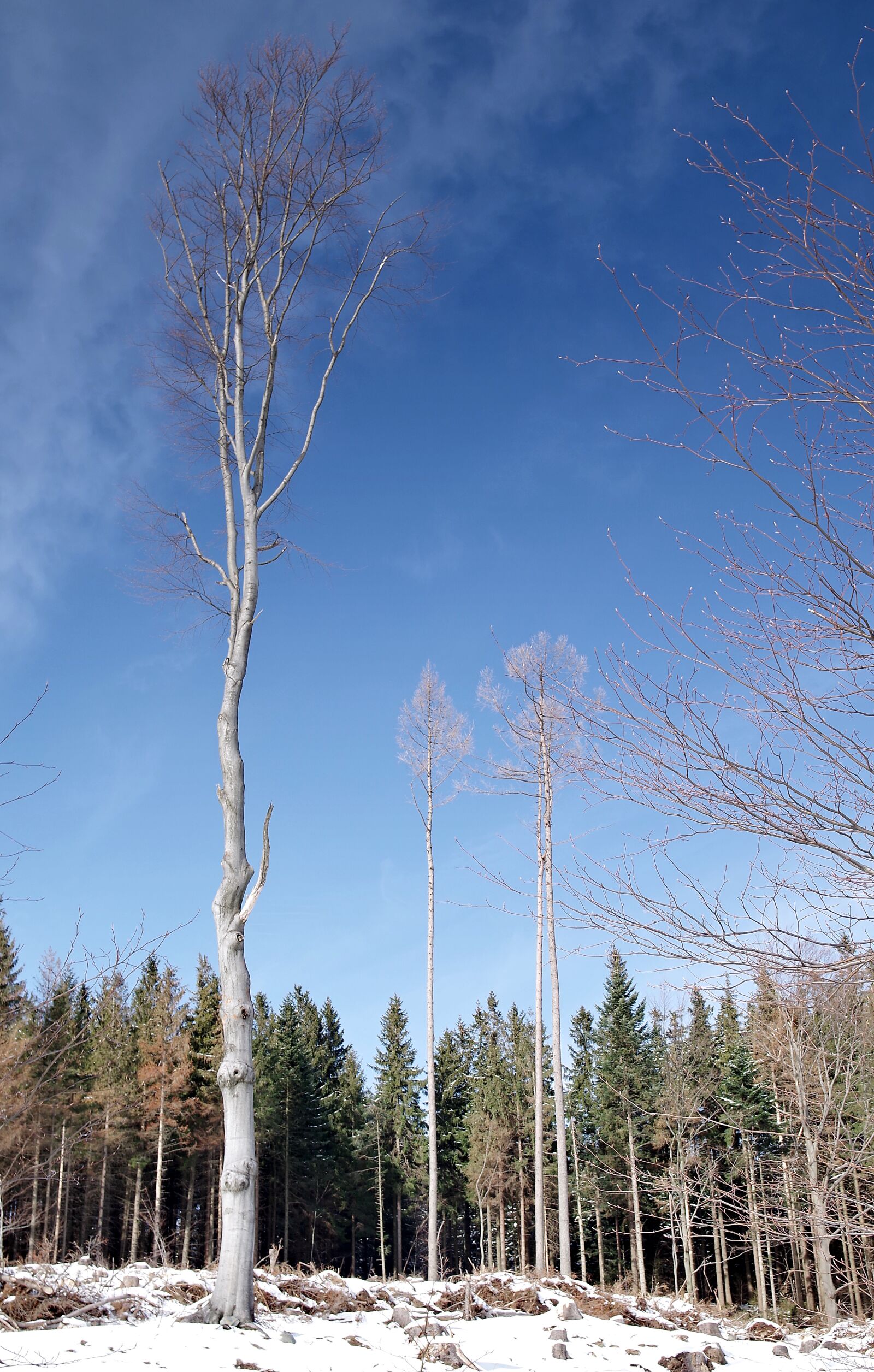 Pentax K-S2 sample photo. Lone tree, winter, mountains photography
