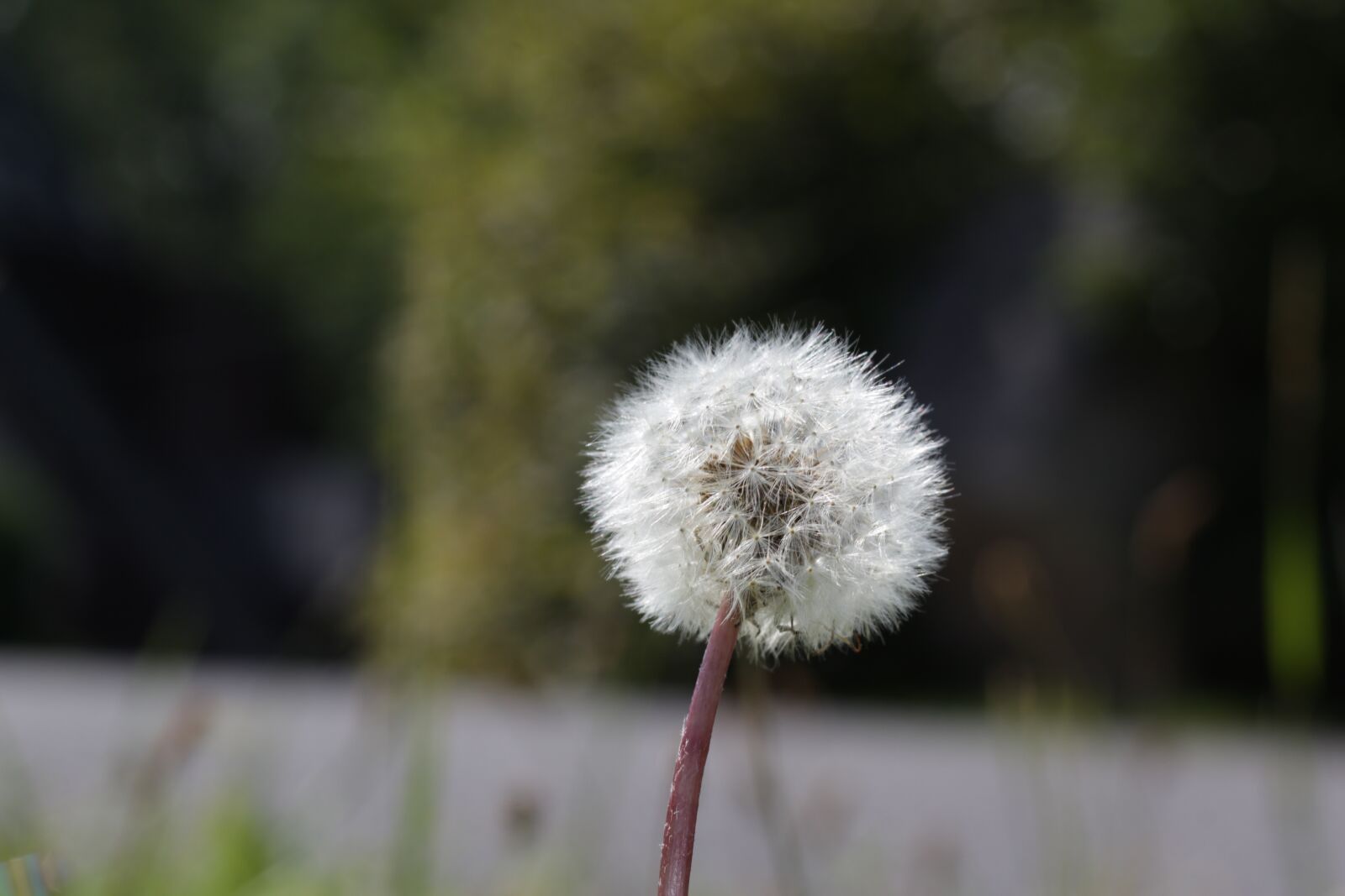 Canon EOS 1300D (EOS Rebel T6 / EOS Kiss X80) sample photo. Dandelion, nature, flower photography