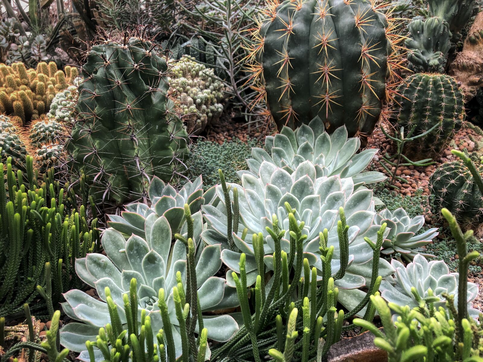 iPhone 8 back camera 3.99mm f/1.8 sample photo. Cactus, plant, nature photography