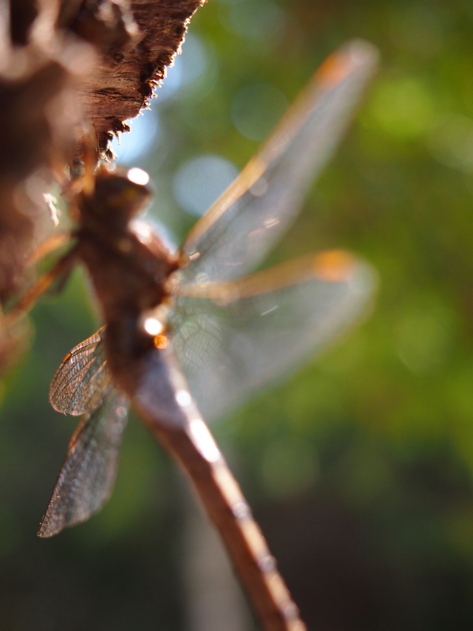 Olympus PEN E-PM1 + Olympus M.Zuiko Digital 14-42mm F3.5-5.6 II R sample photo. Abstract, dragonfly, fly, wing photography