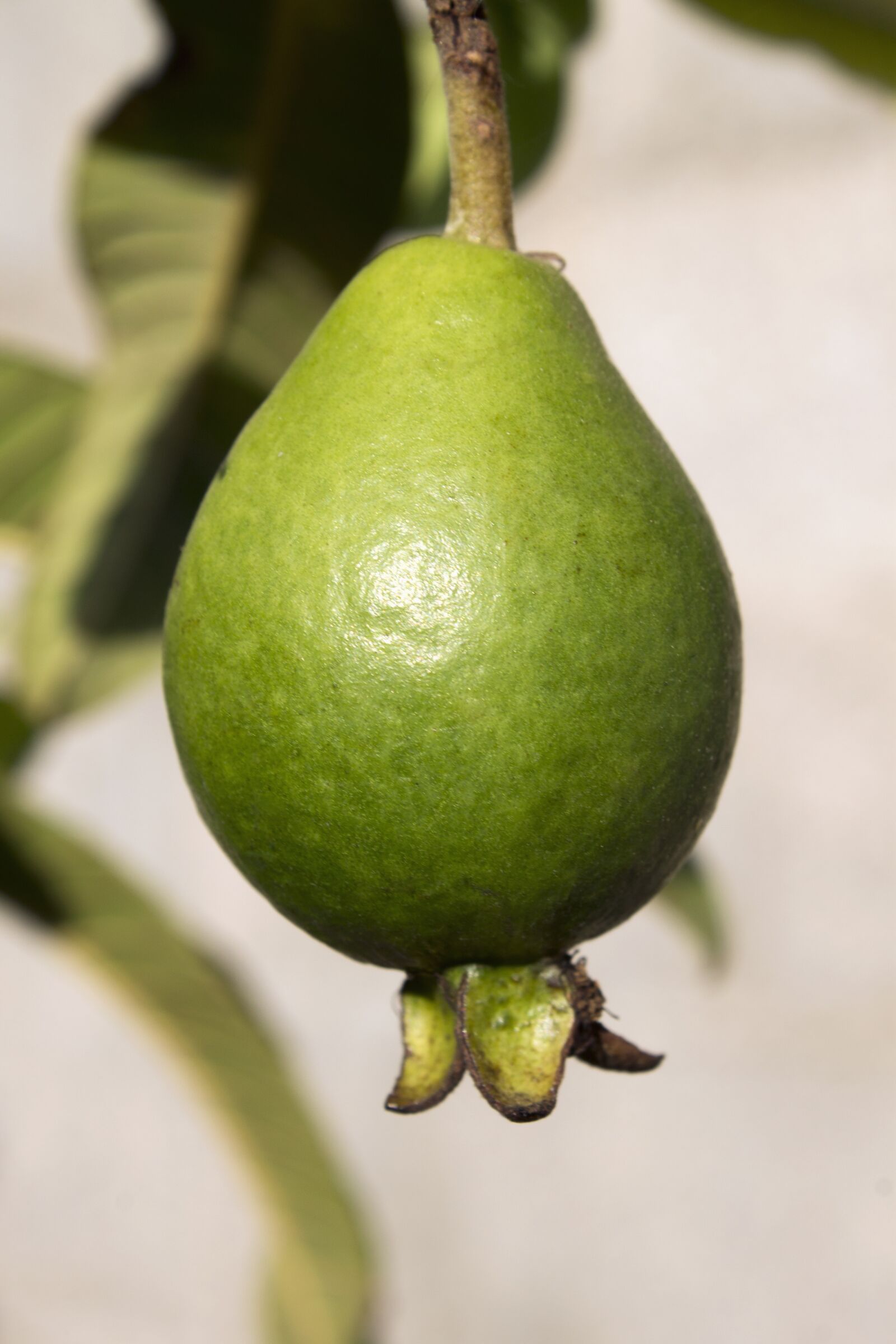 Canon EOS 1100D (EOS Rebel T3 / EOS Kiss X50) sample photo. Guava, fruit, green photography