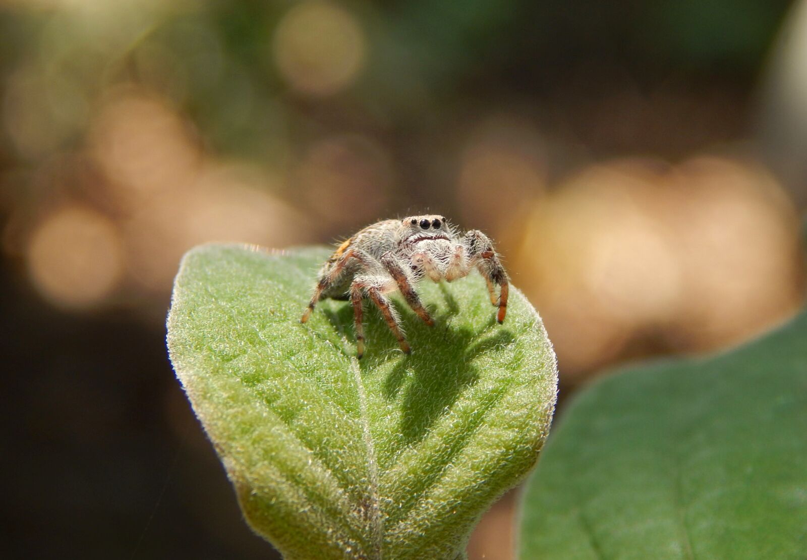 Nikon Coolpix L820 sample photo. Spider, insect, animal photography