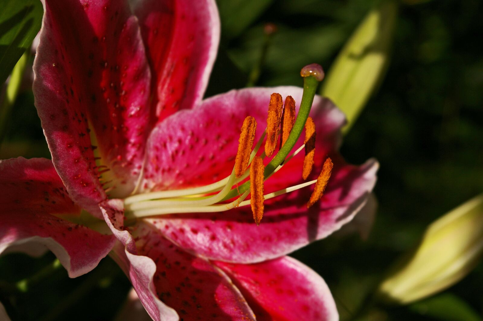 Pentax *ist DL2 sample photo. Lily, flower, blossom photography
