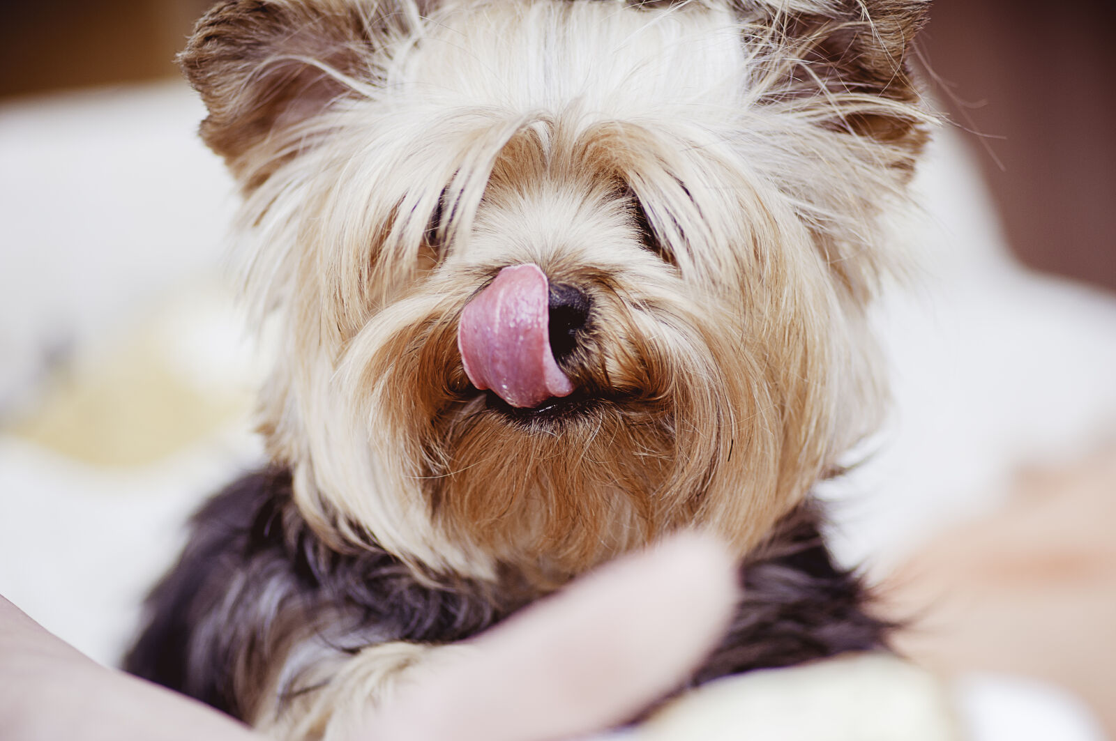 Nikon D90 sample photo. Adorable, animal, canine, close photography