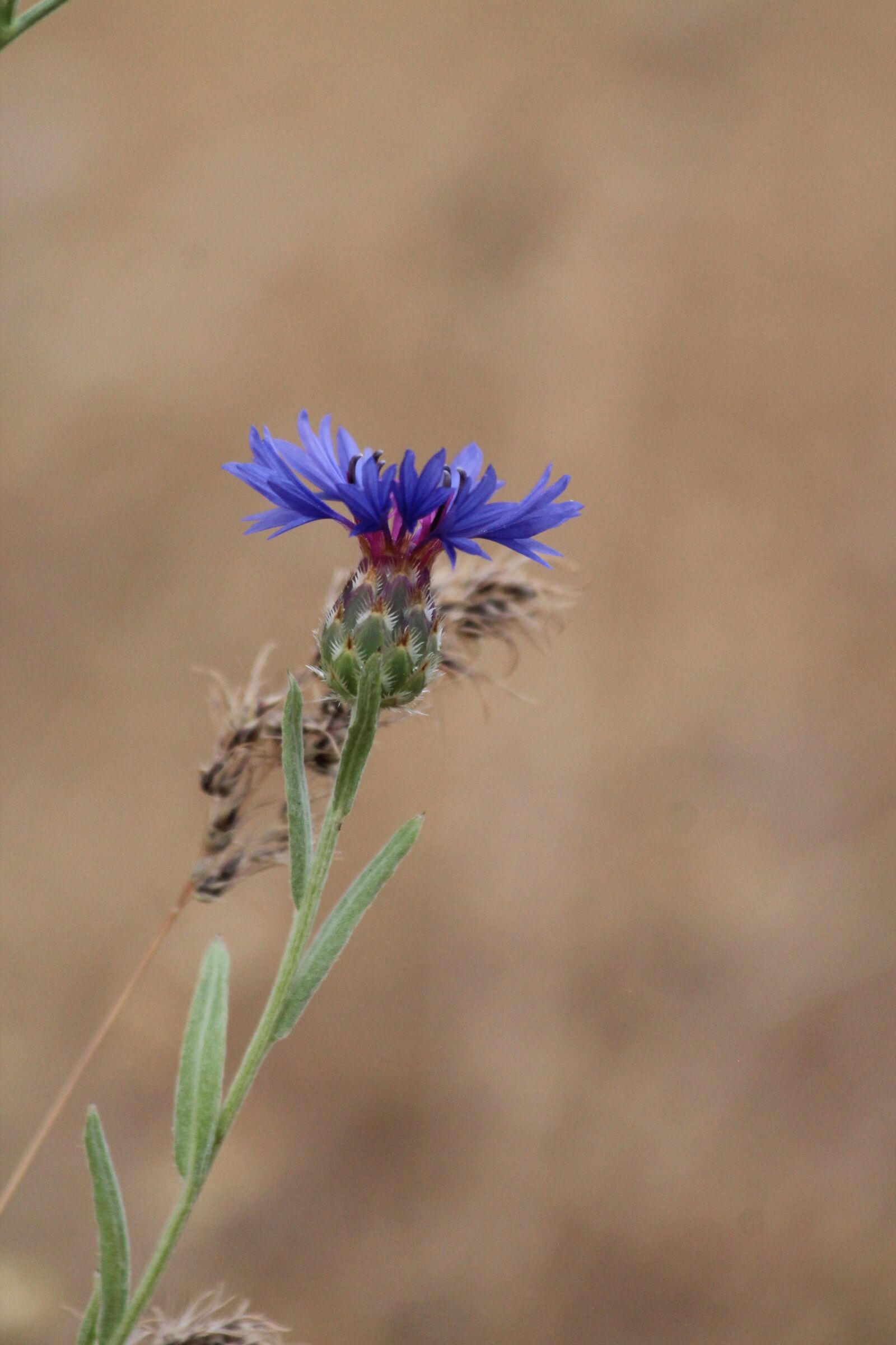 Canon EOS 1100D (EOS Rebel T3 / EOS Kiss X50) + Canon EF 70-300mm F4-5.6 IS USM sample photo. Knapweed, nature, summer photography