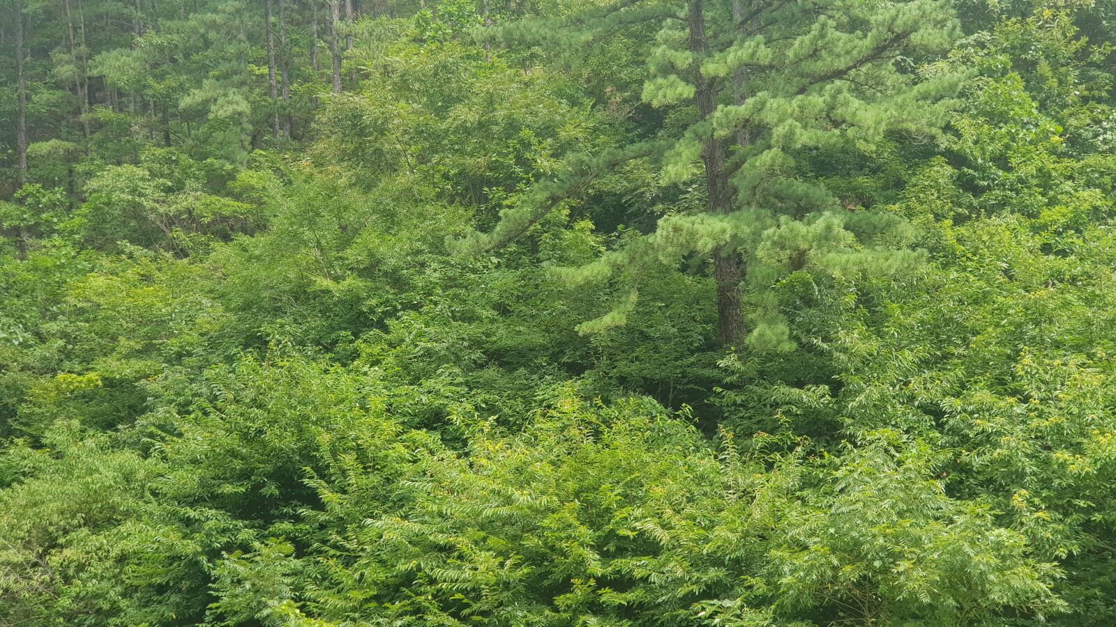 Samsung SM-N950N sample photo. 루르름, 숲, 초록 photography