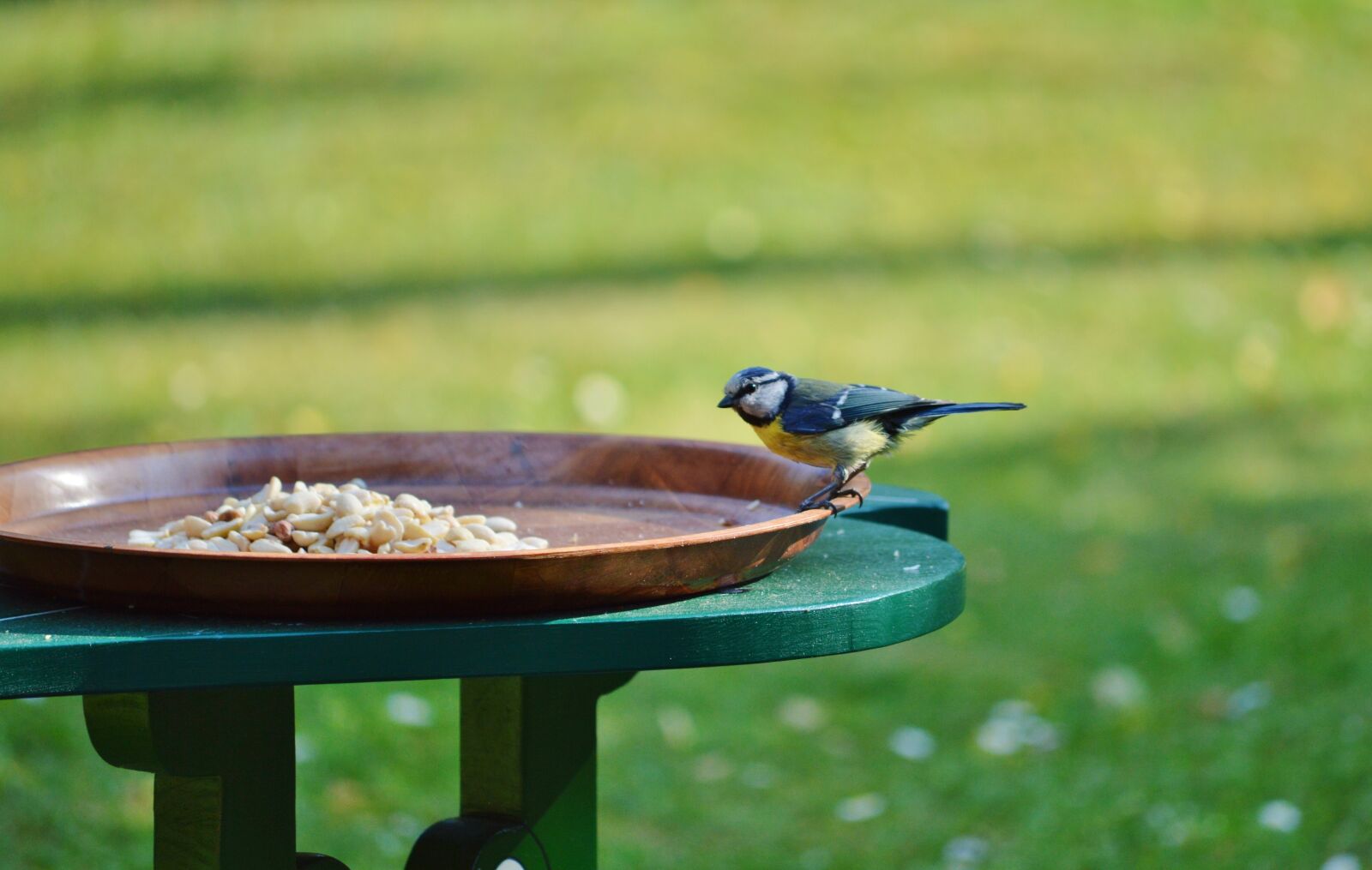 Nikon D3200 sample photo. Blue tit, tit, bird photography