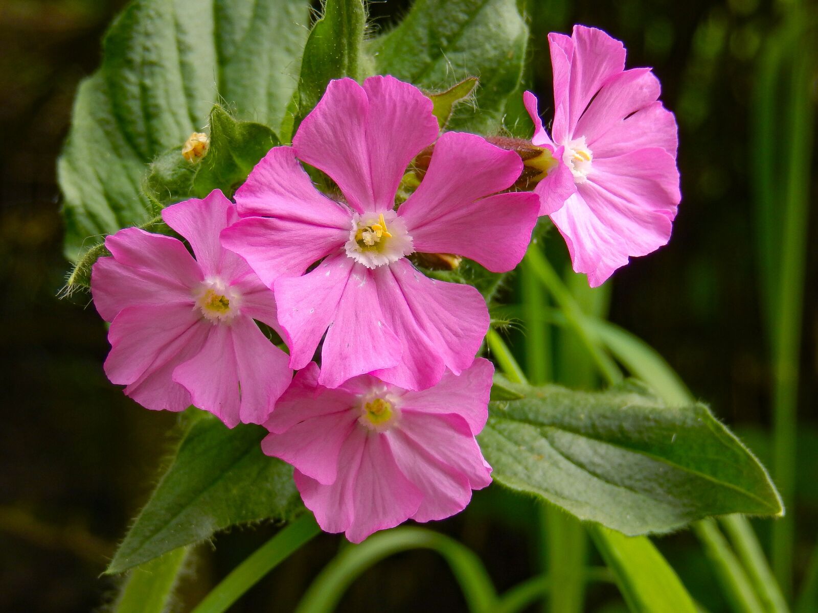 Nikon Coolpix S9500 sample photo. Mallow, malva, flowers photography