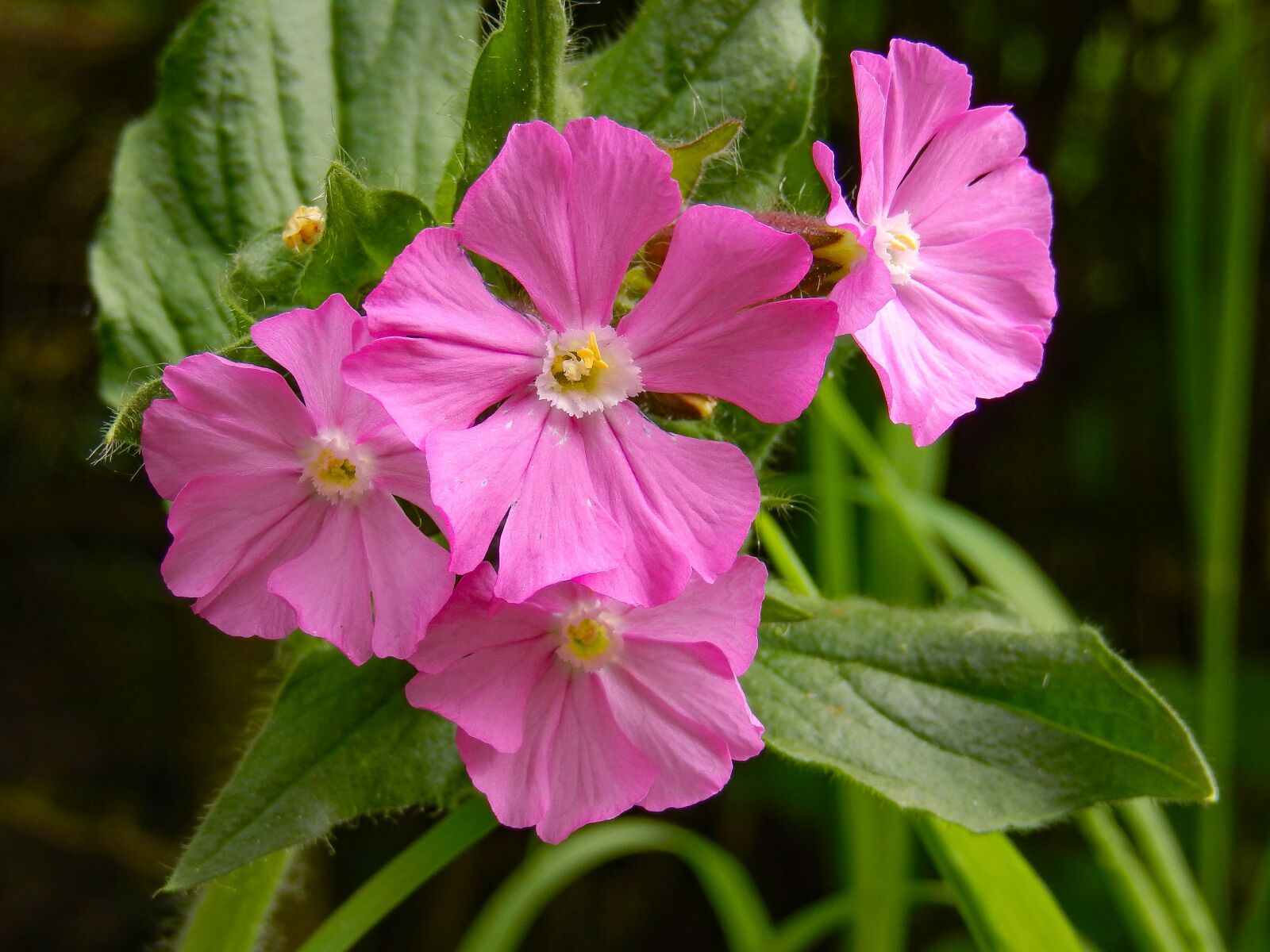 Nikon Coolpix S9500 sample photo. Mallow, malva, flowers photography