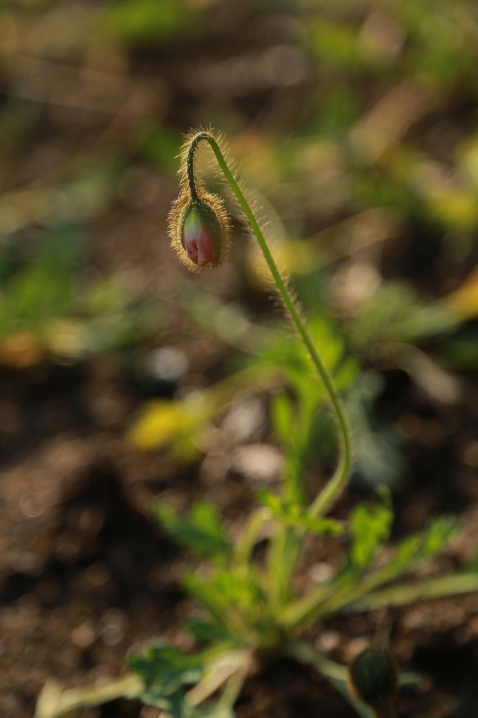 Canon EOS 6D + Canon EF 24-105mm F4L IS USM sample photo. Poppy, flowers, wildflower photography