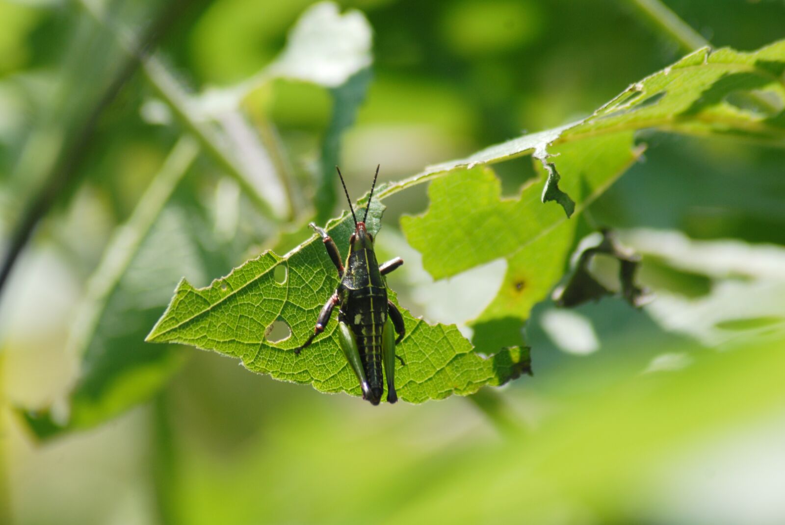 Nikon D200 sample photo. Grasshopper, chapulin, regional photography