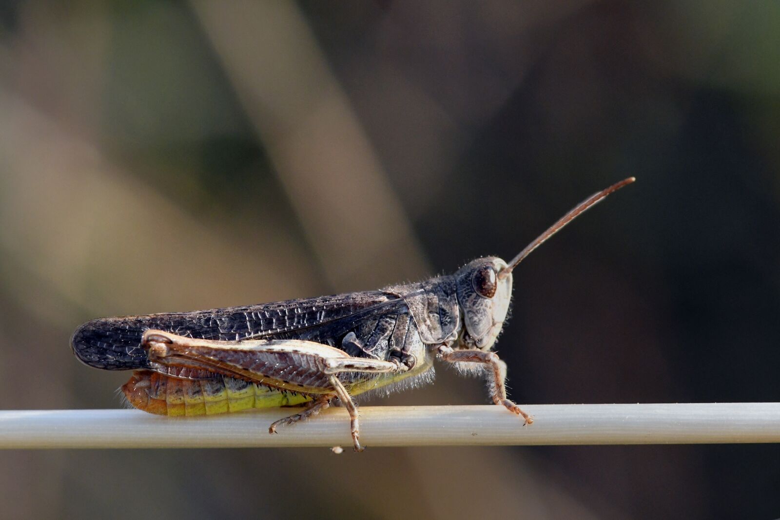 Nikon D500 sample photo. Grasshopper, viridissima, insect photography