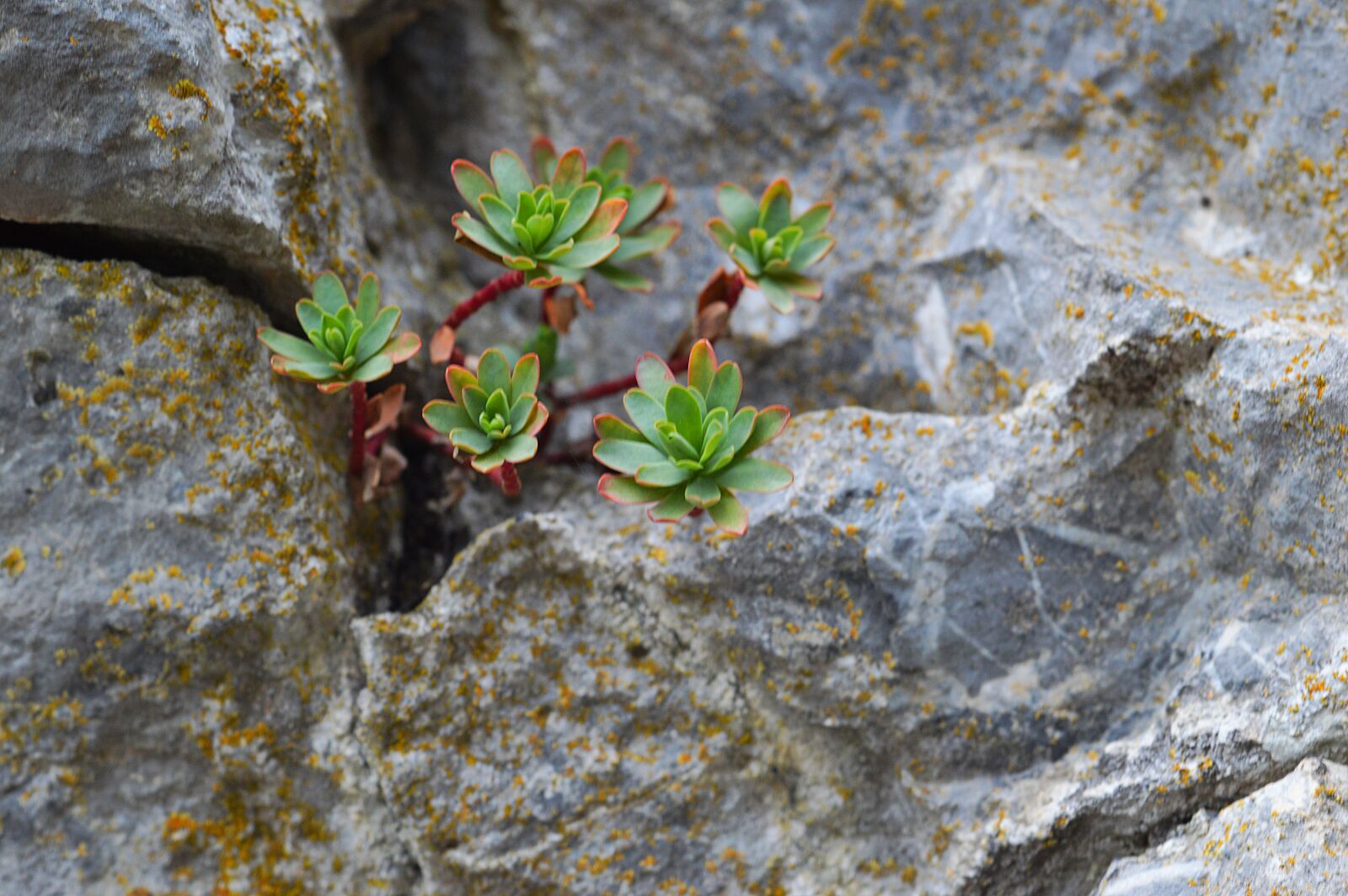 Nikon D3200 sample photo. Plant, rock, stone photography