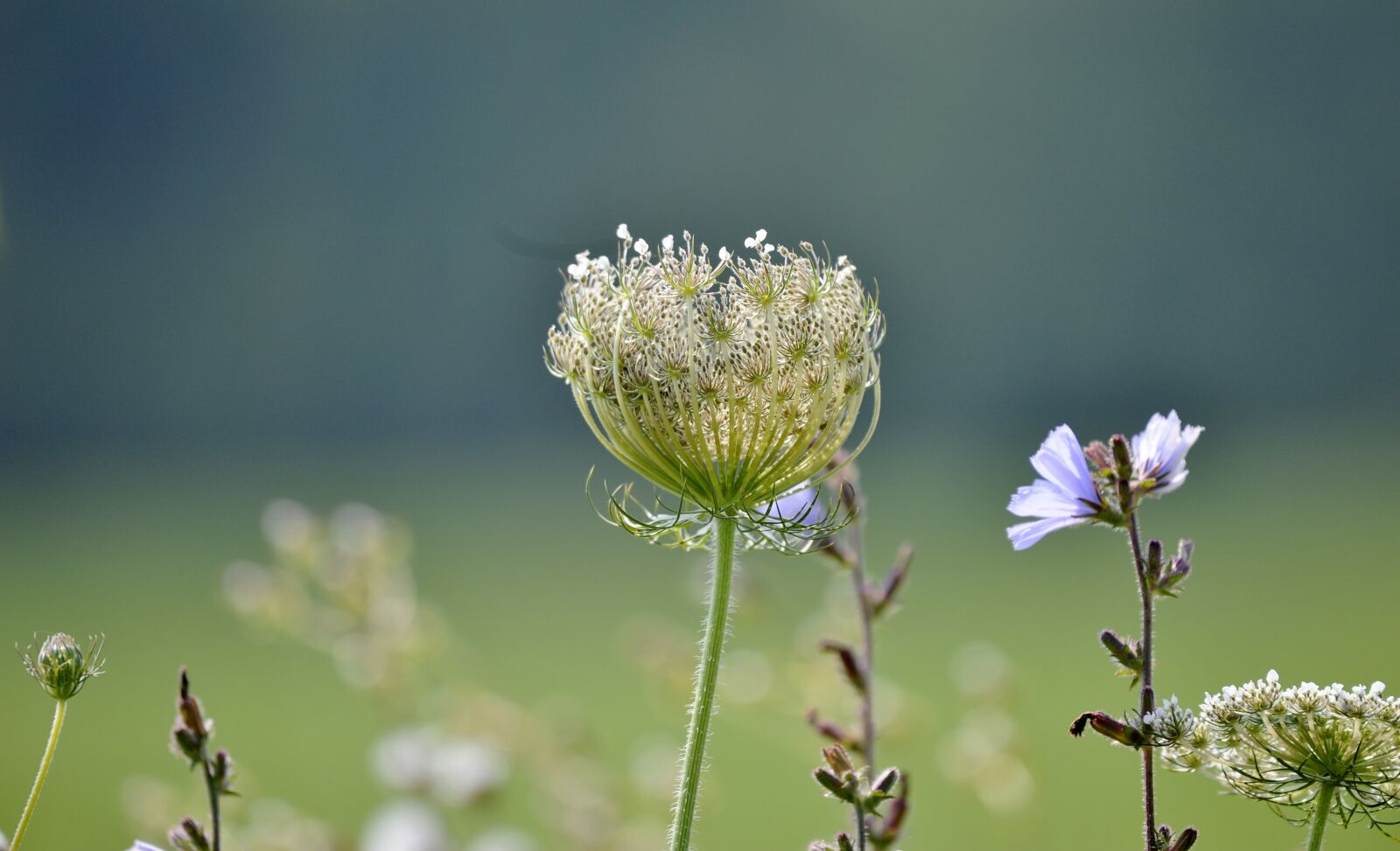 Nikon D700 sample photo. Nature, flower, vegetable photography