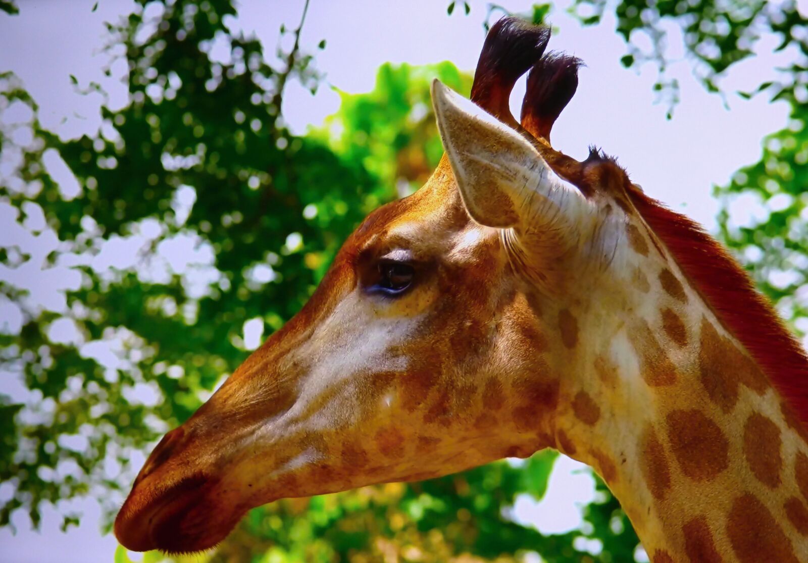 Panasonic DMC-FZ72 sample photo. Giraffe, zoo, garden photography