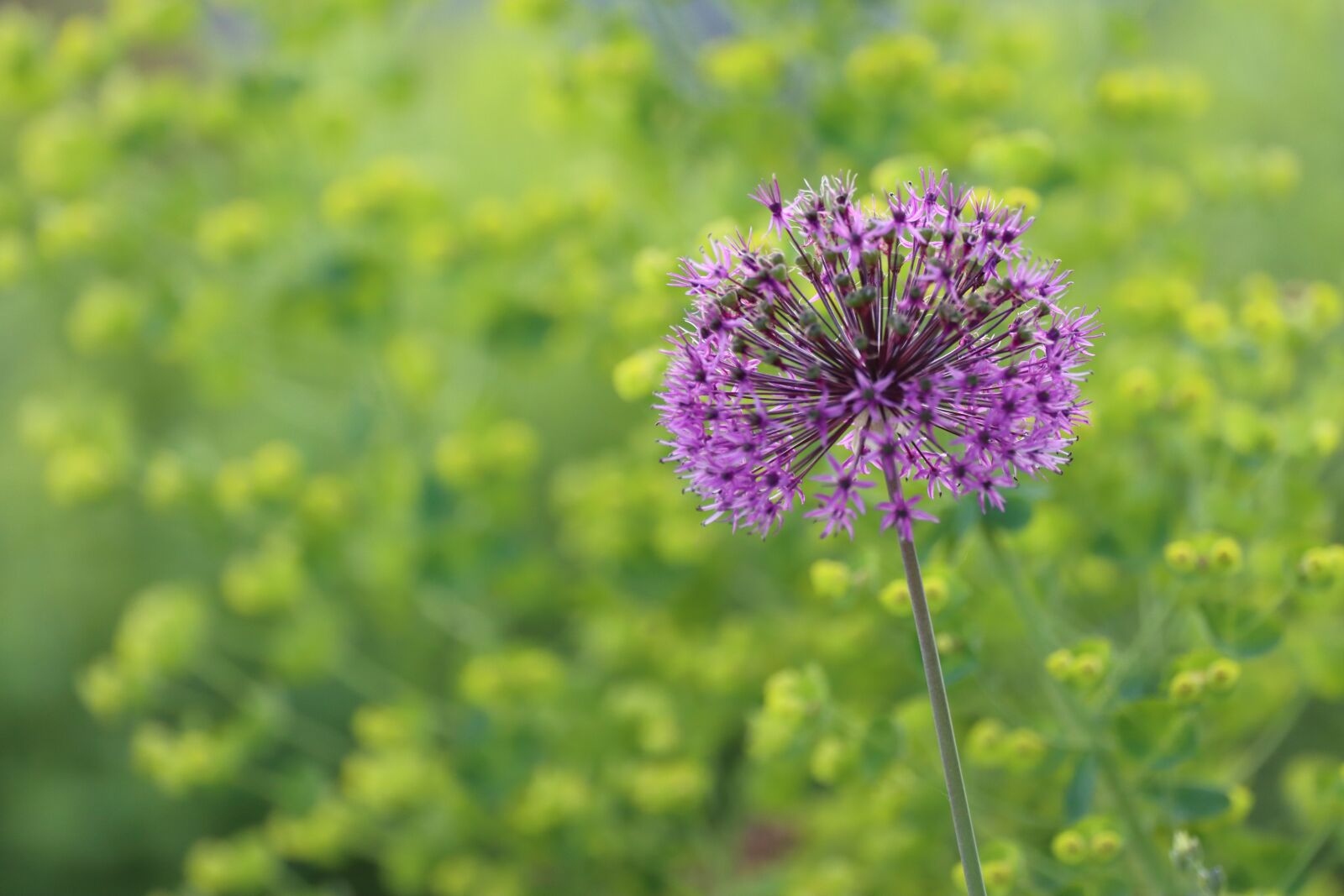 Canon EOS 90D sample photo. Ornamental onion, yellow, meadow photography