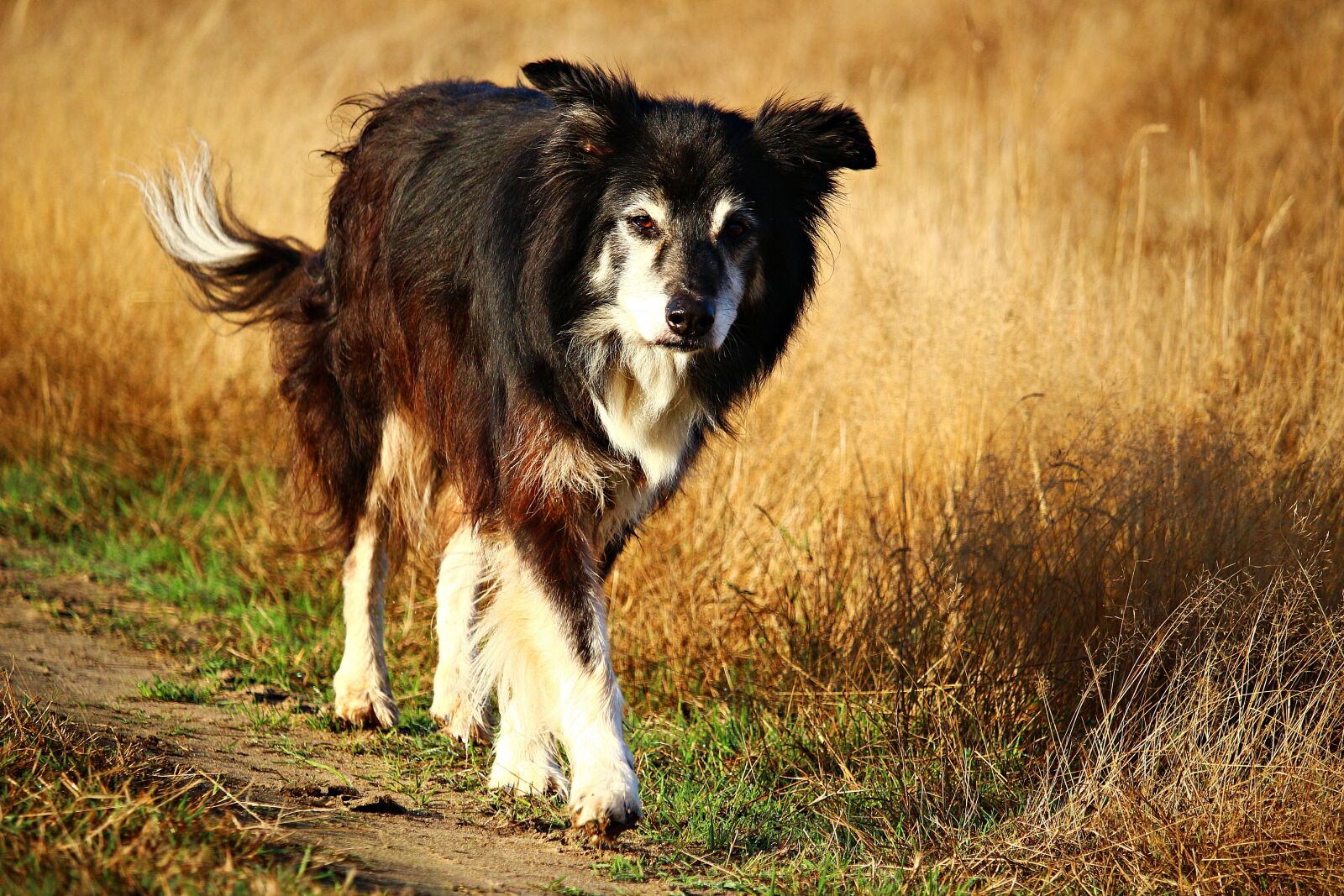 Canon EOS 100D (EOS Rebel SL1 / EOS Kiss X7) sample photo. Dog, purebred dog, border photography