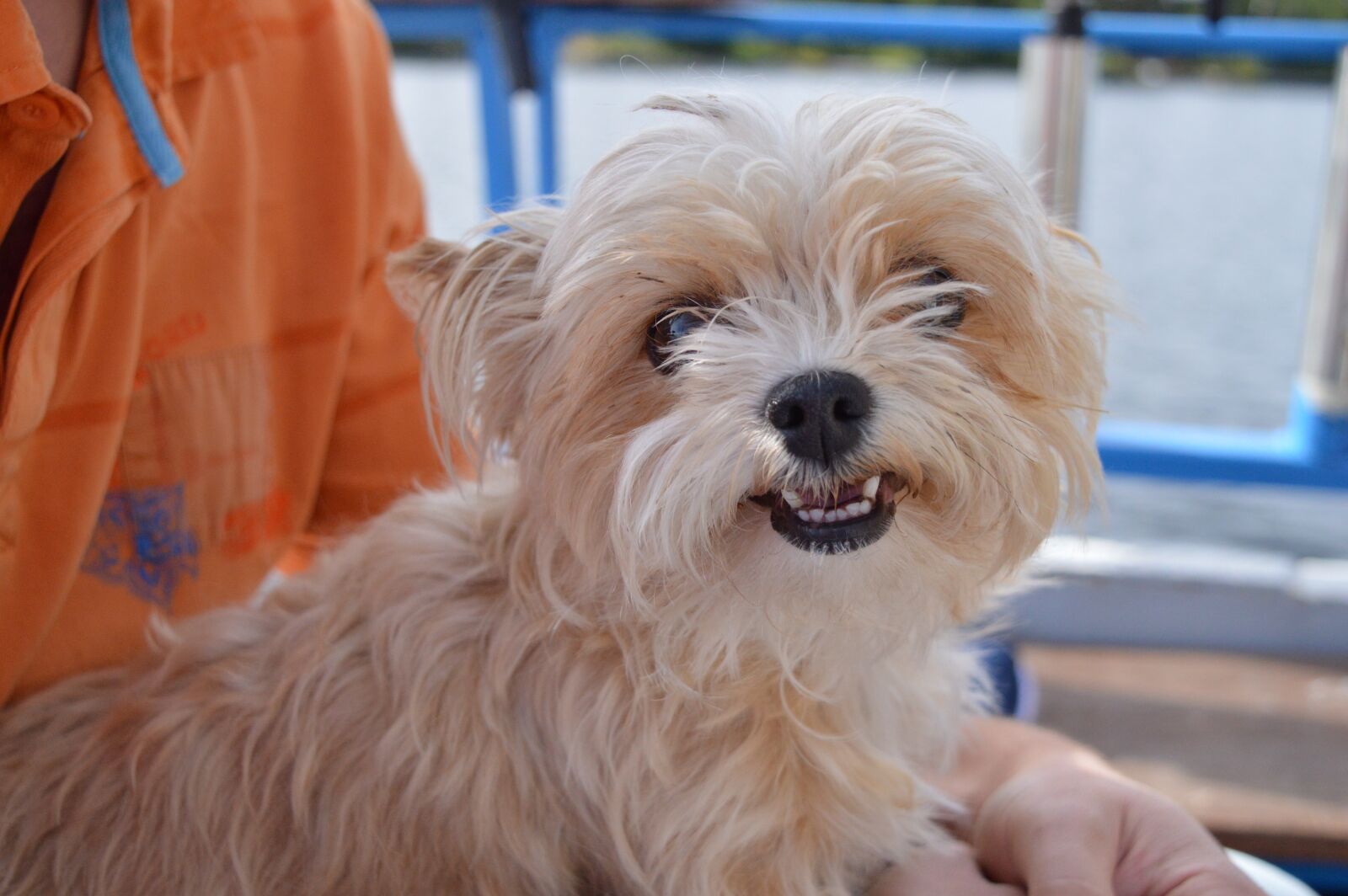 Nikon D3200 sample photo. Dog, cheerful, cute photography