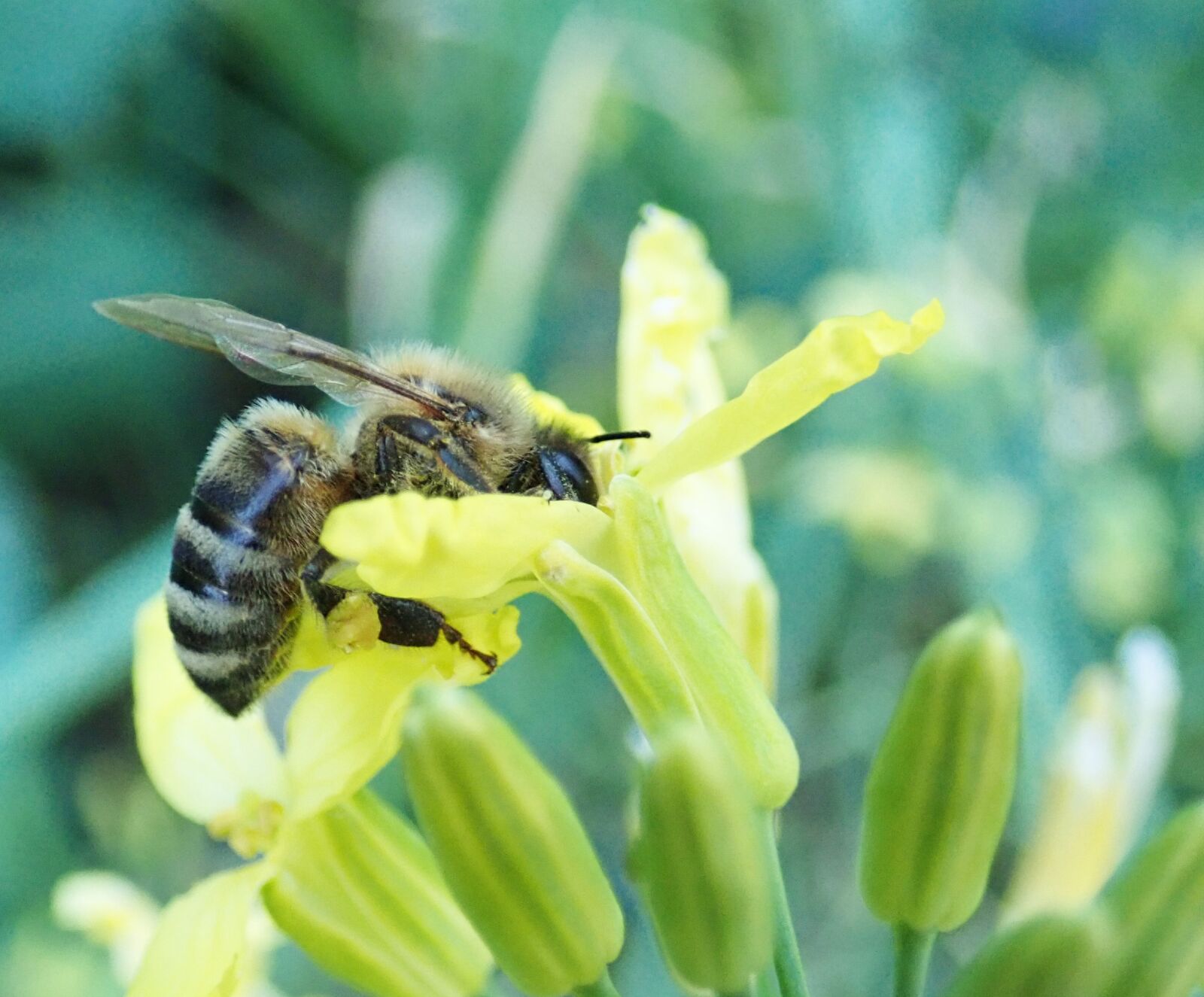 Olympus TG-5 sample photo. Bee, insect, pollen photography