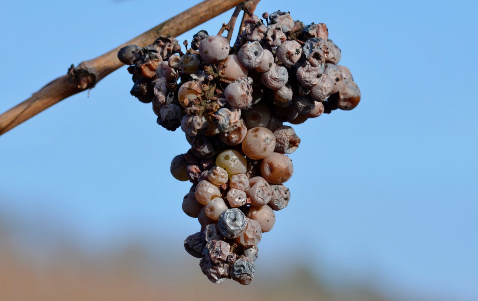 Nikon D5100 sample photo. Grapes, over ripe, noble photography