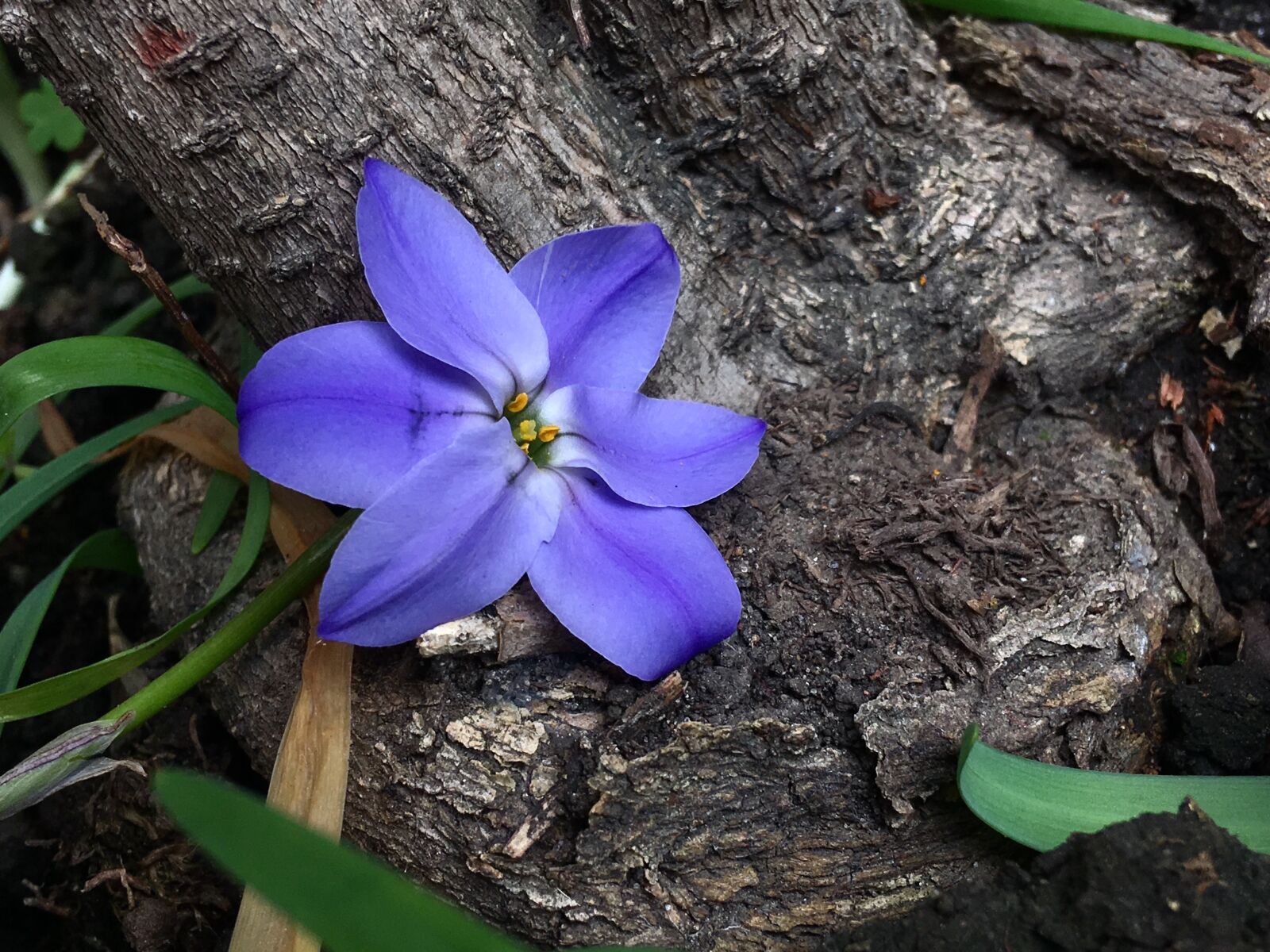 iPhone 6s Plus back camera 4.15mm f/2.2 sample photo. Flower celeste, pistils, trunk photography