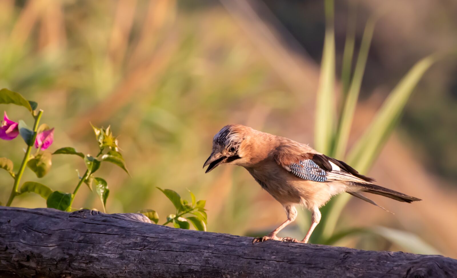 Canon EOS 200D (EOS Rebel SL2 / EOS Kiss X9) sample photo. Bird, colorful, jay photography