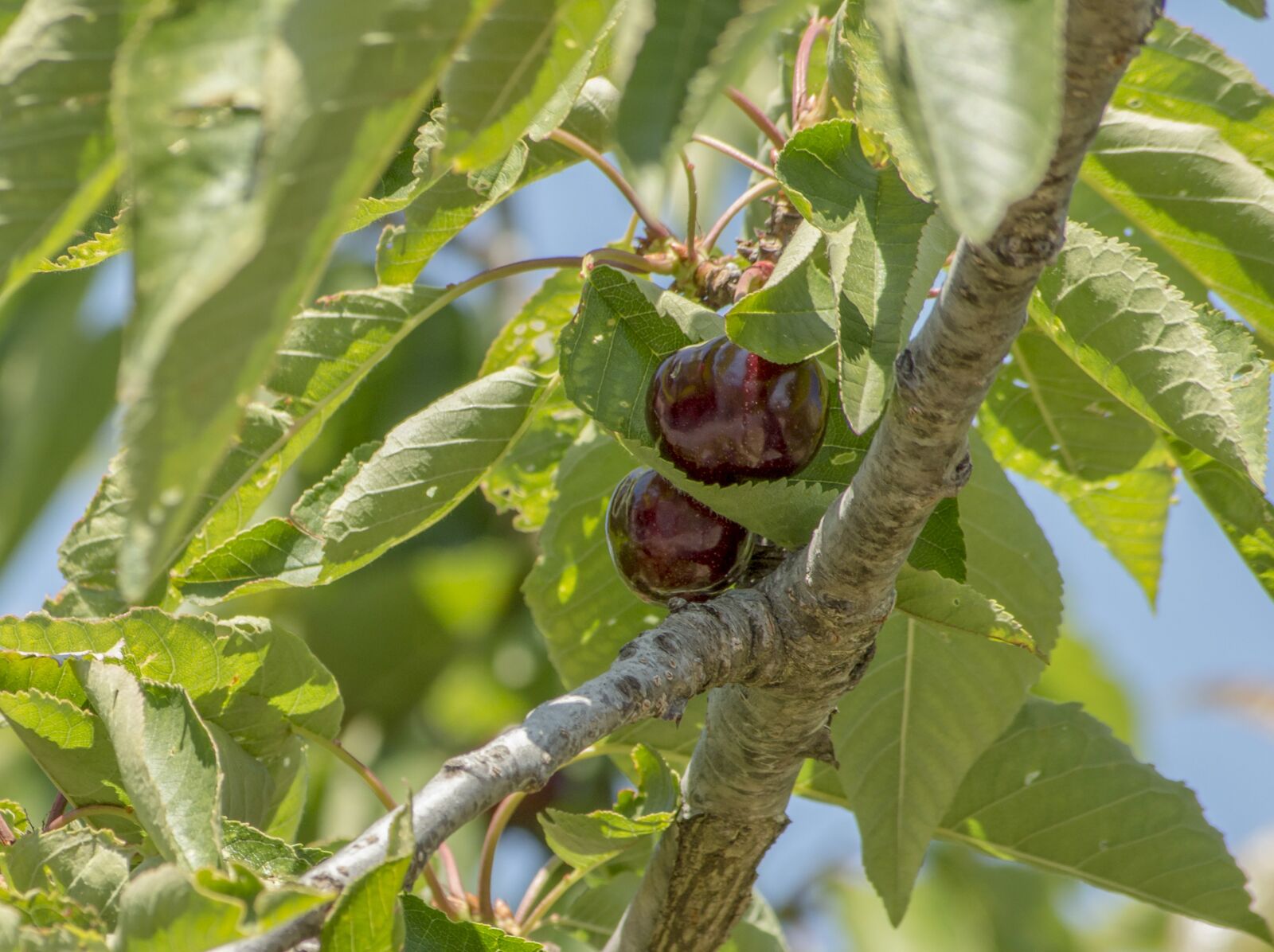 Nikon D3200 sample photo. Fruit, leaf, food photography