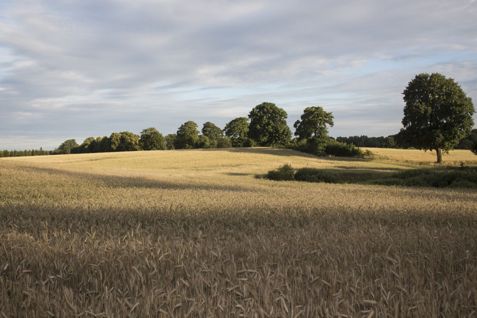 Canon EOS 700D (EOS Rebel T5i / EOS Kiss X7i) sample photo. Summer, field, corn photography