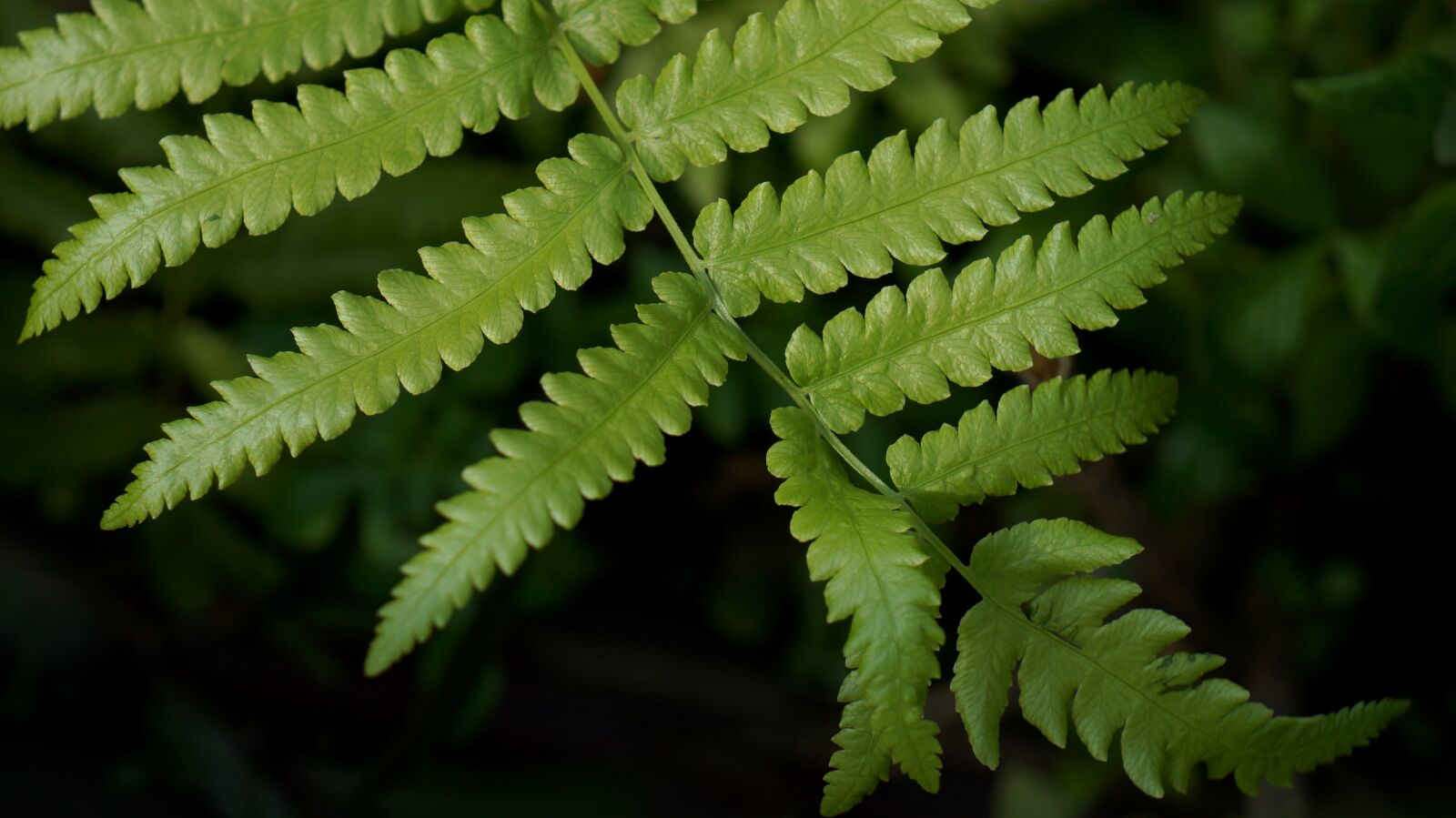 Sony Alpha NEX-F3 + Sony E 18-55mm F3.5-5.6 OSS sample photo. Natural, fern leaf, green photography