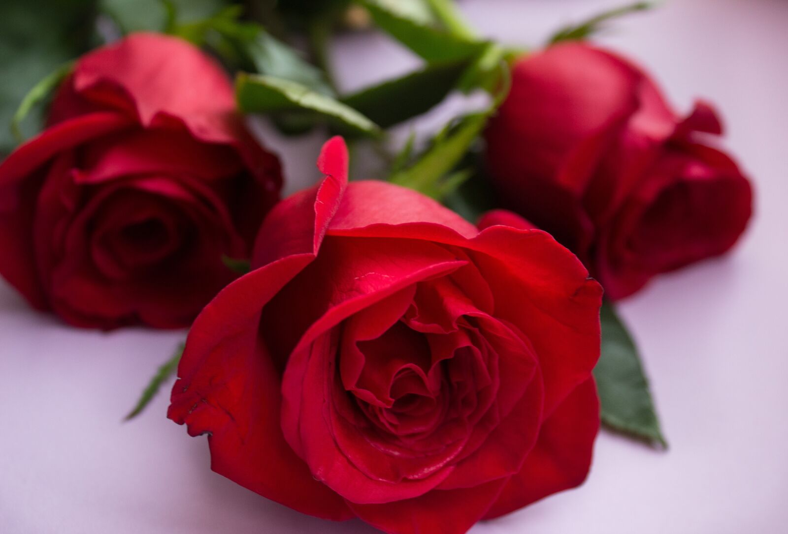 Canon EOS 600D (Rebel EOS T3i / EOS Kiss X5) sample photo. Rose, flower, flowers photography