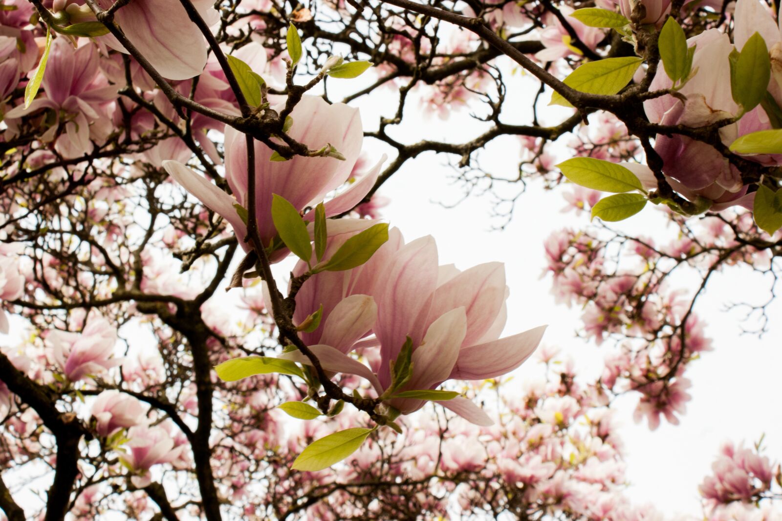 Sony Alpha DSLR-A350 + Sony DT 18-70mm F3.5-5.6 sample photo. Magnolia tree, blossom, bloom photography