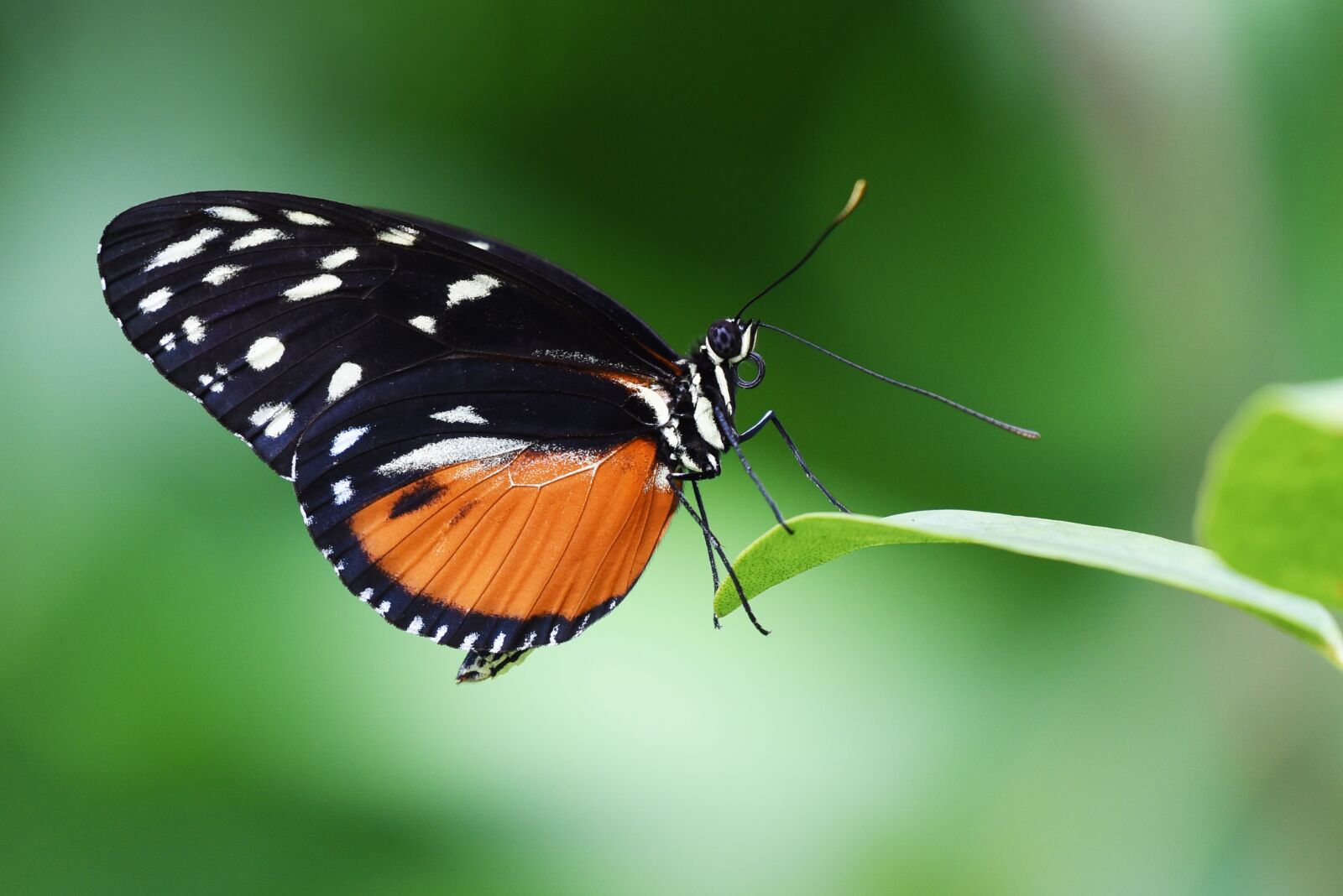 Nikon D750 sample photo. Butterfly, insect, garden photography