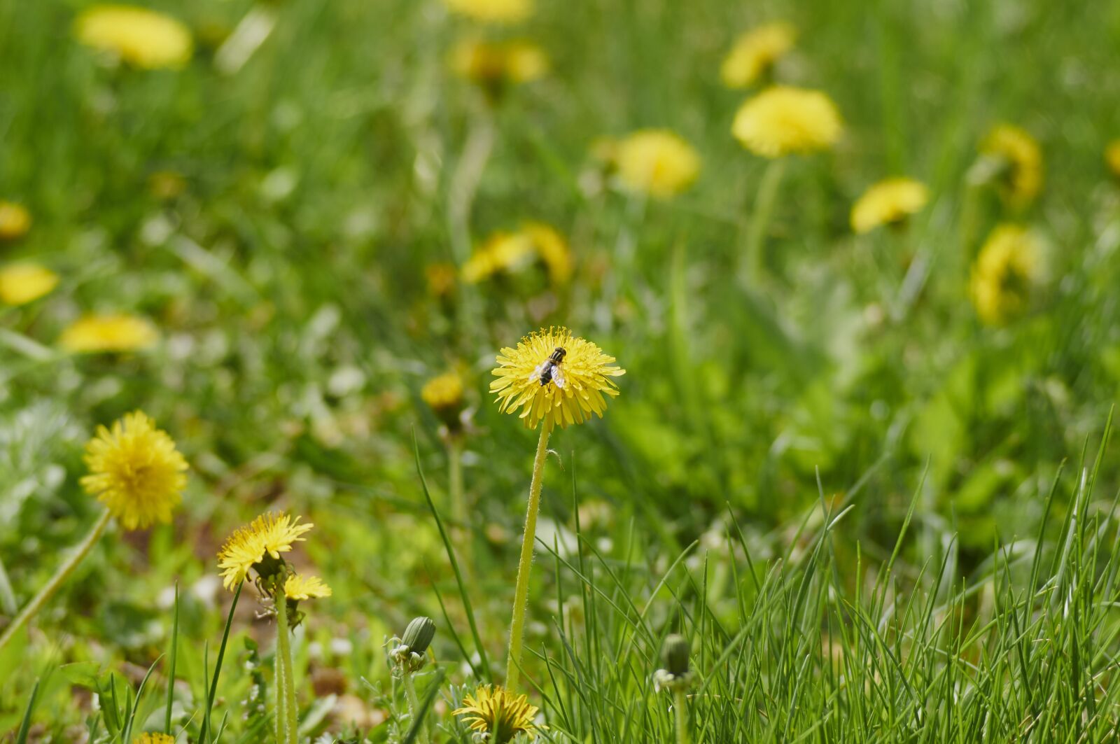 Nikon D300S sample photo. Flowers, dandelion, plant photography